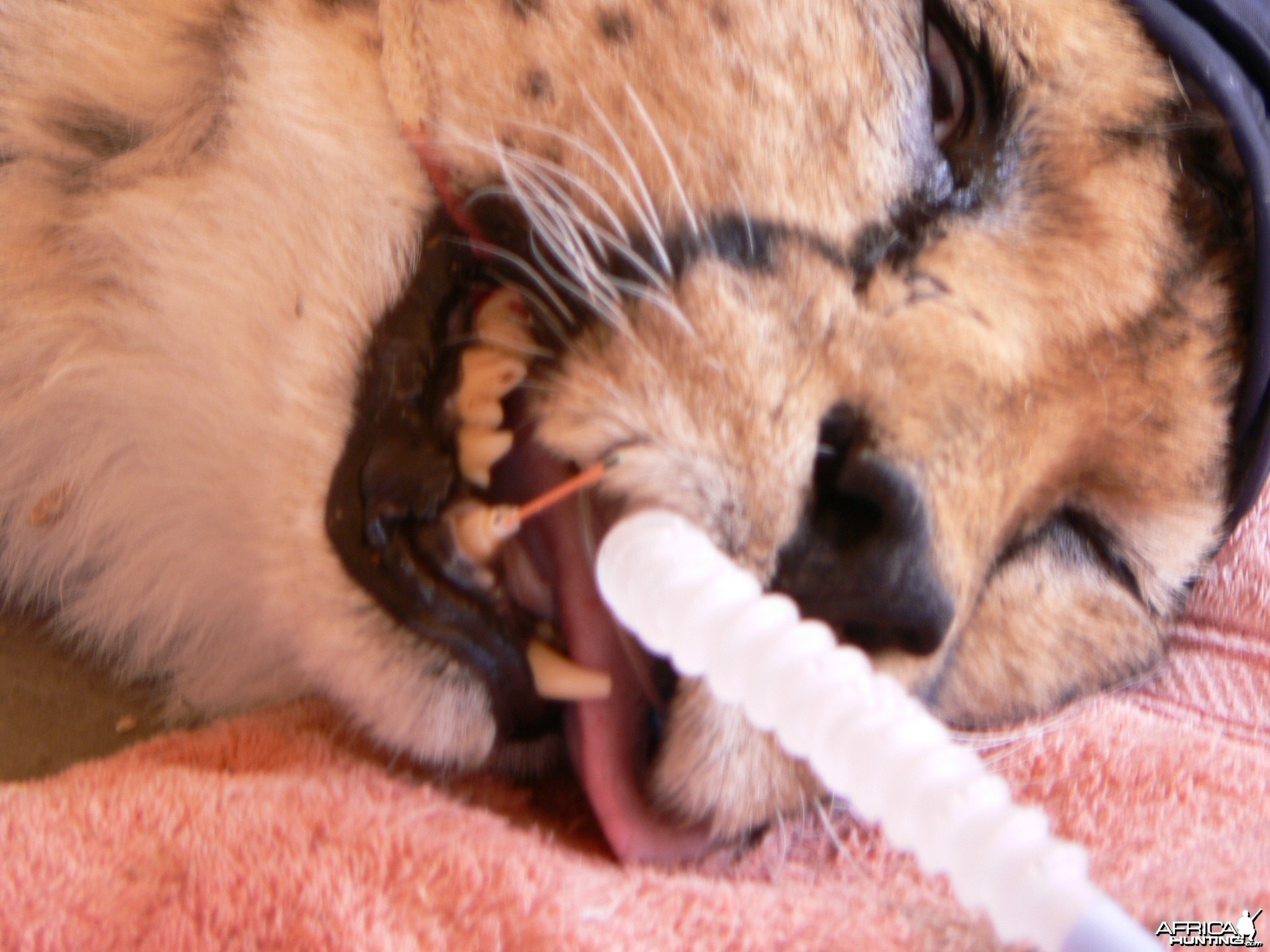 Cheetah at the Cheetah Conservation Fund in Namibia