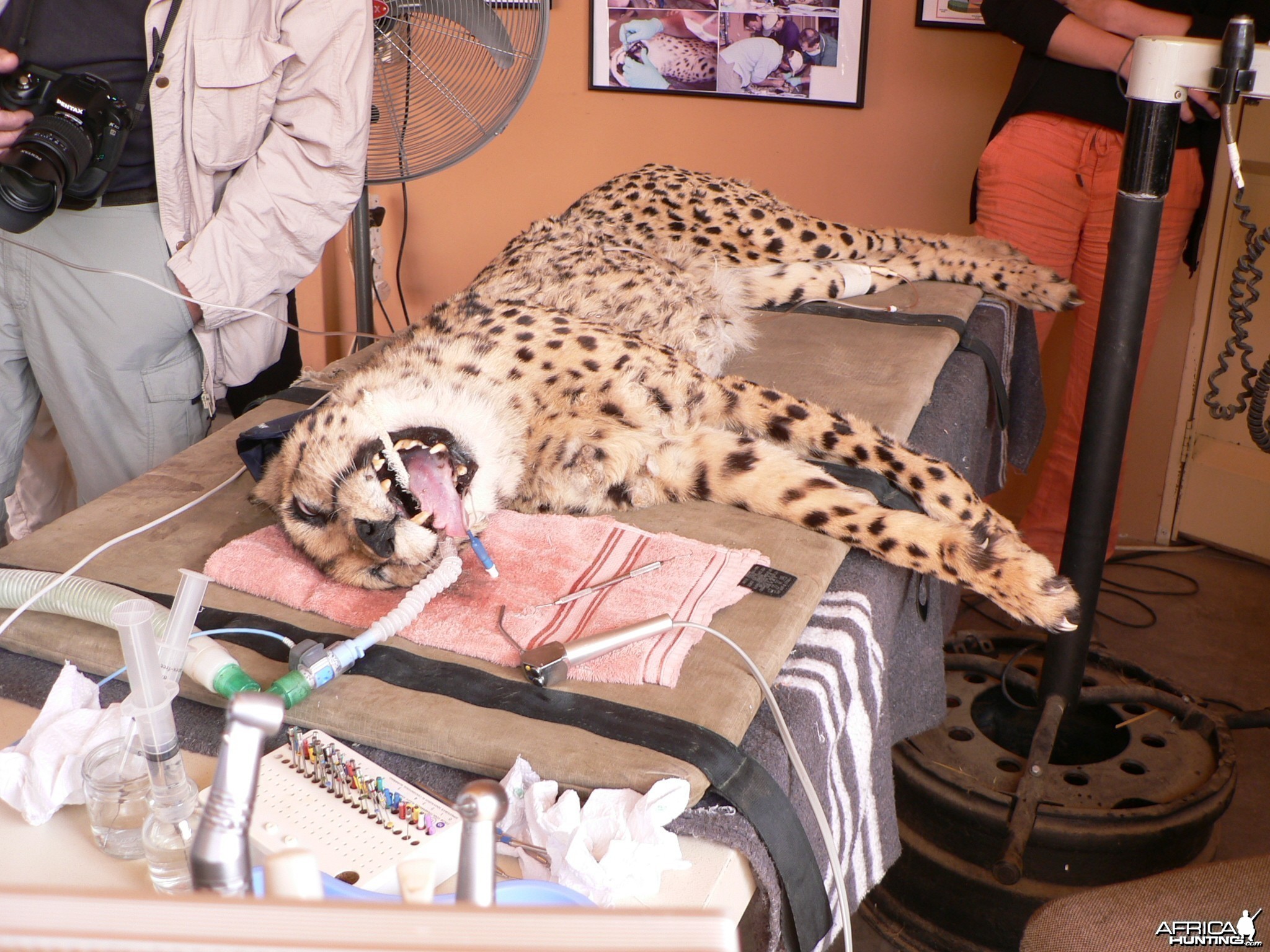 Cheetah at the Cheetah Conservation Fund in Namibia