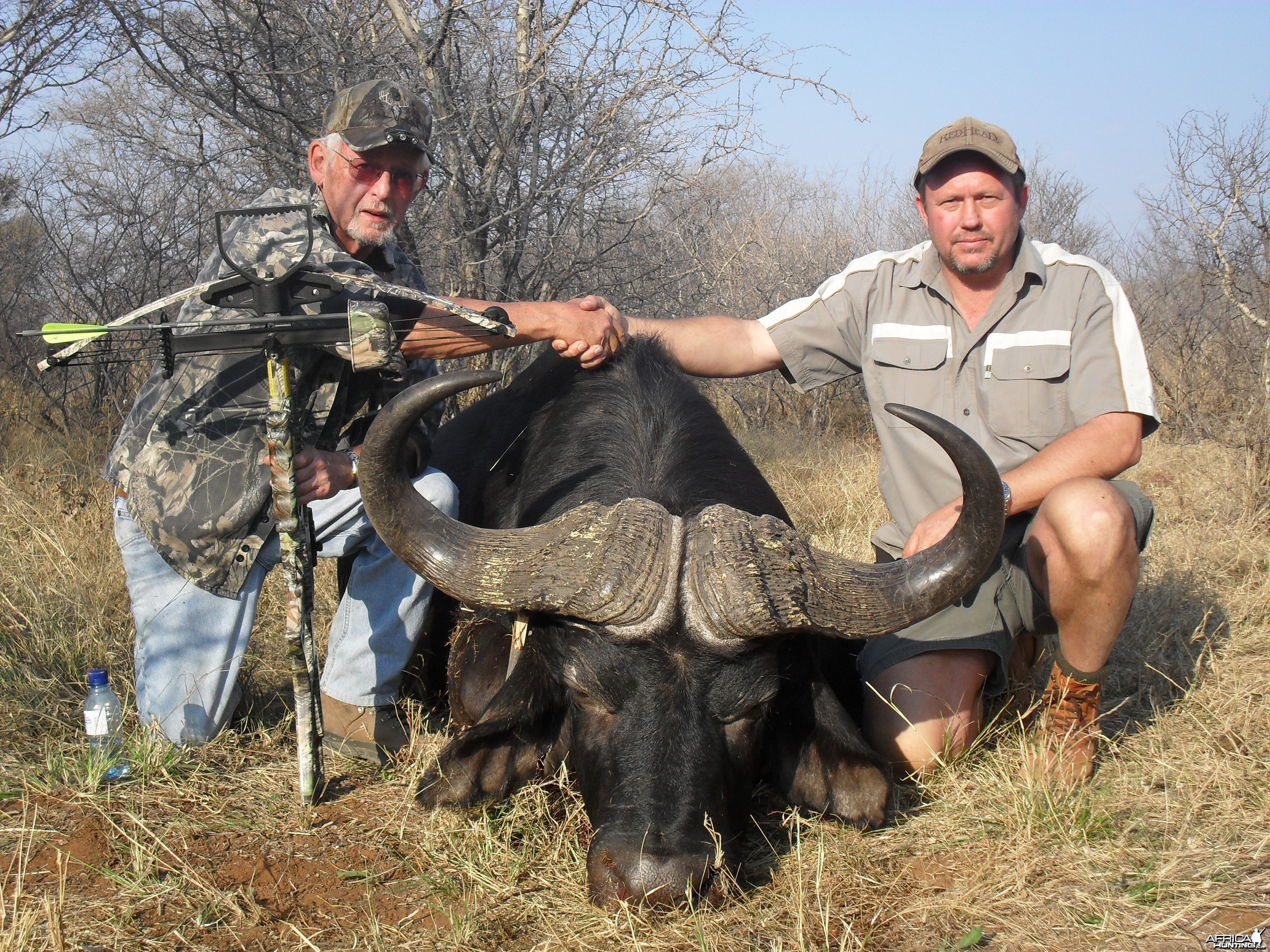 Buffalo hunted with crossbow by Grootpan Hunting Safaris