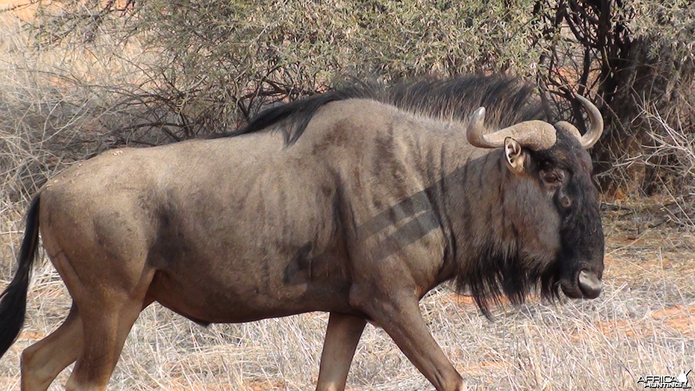 Blue Wildebeest Namibia