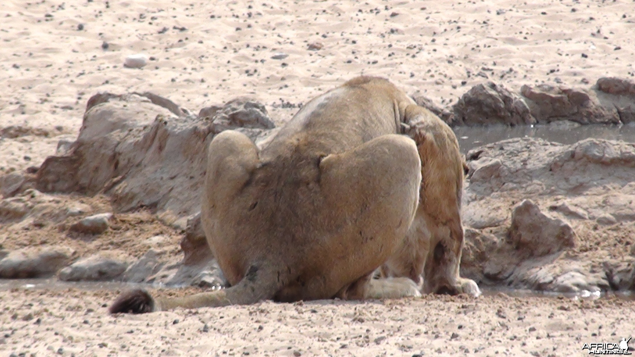 Lion Namibia