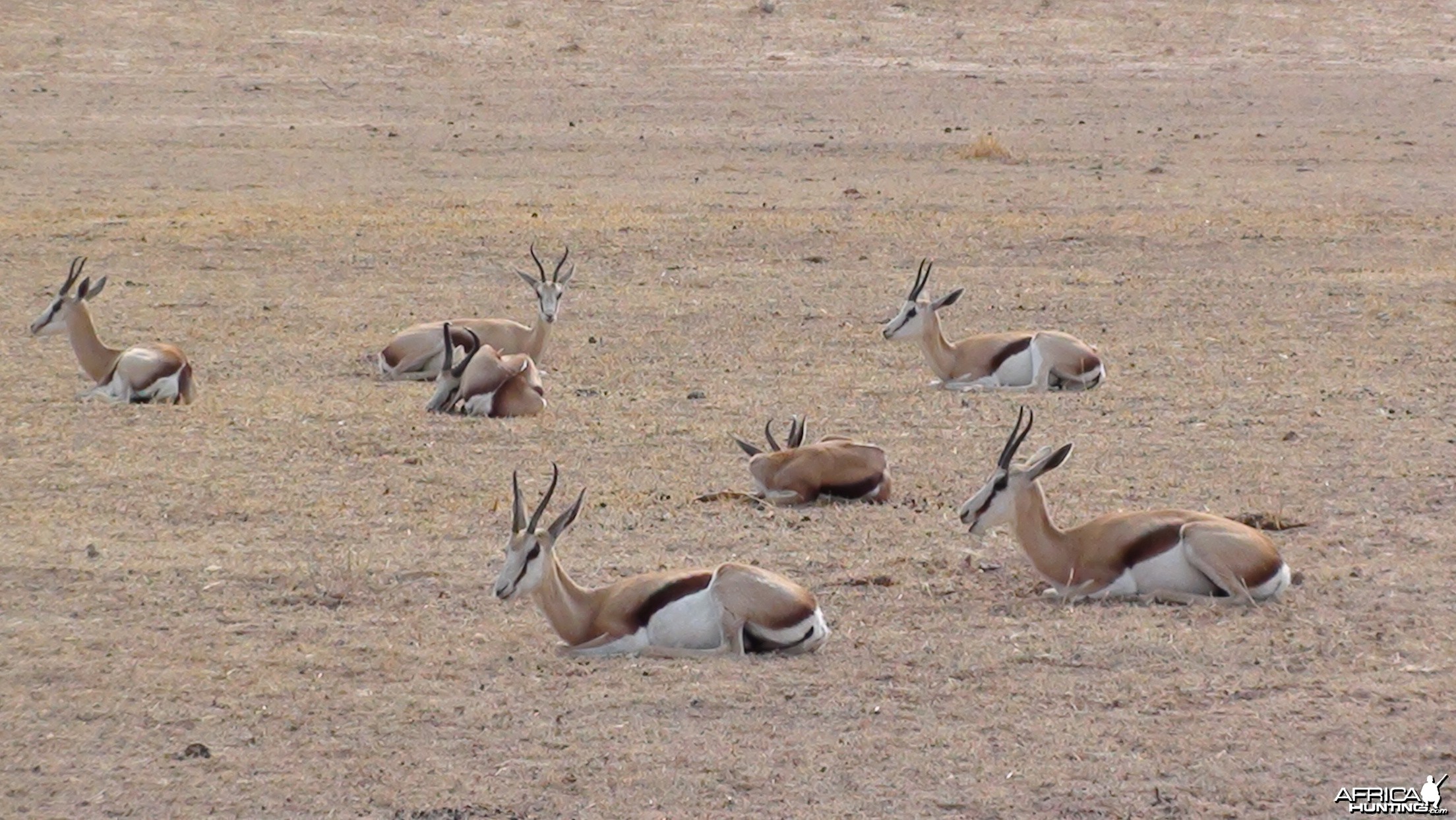 Springbok Namibia