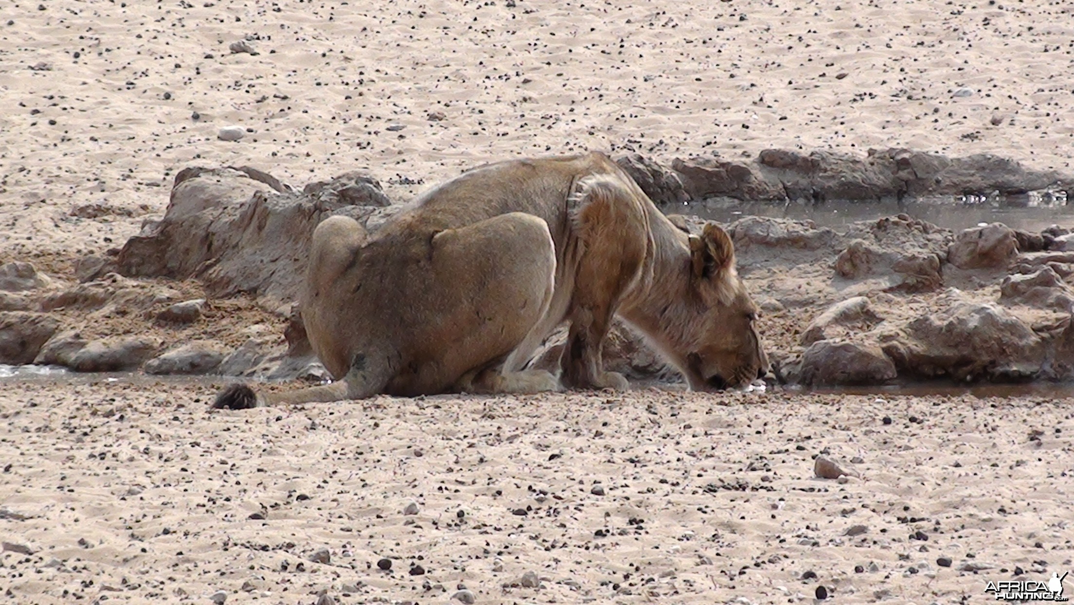 Lion Namibia