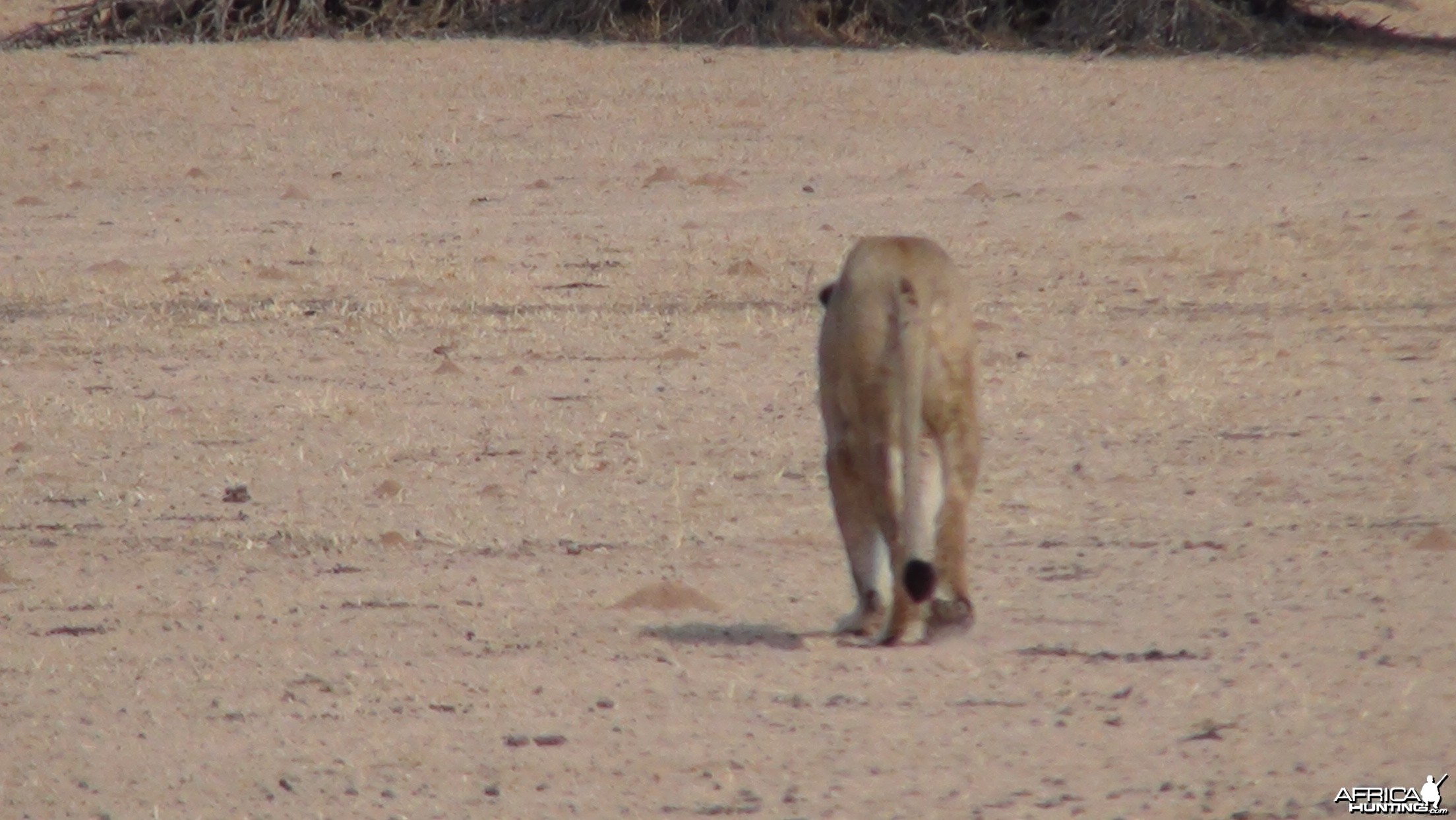 Lion Namibia