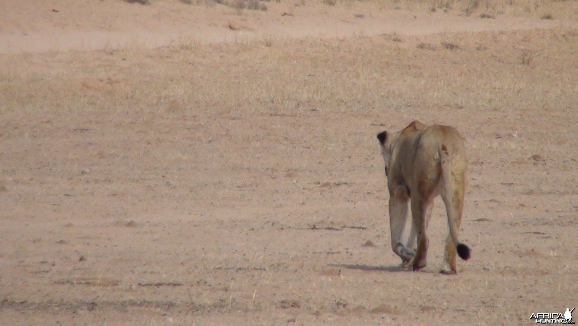 Lion Namibia