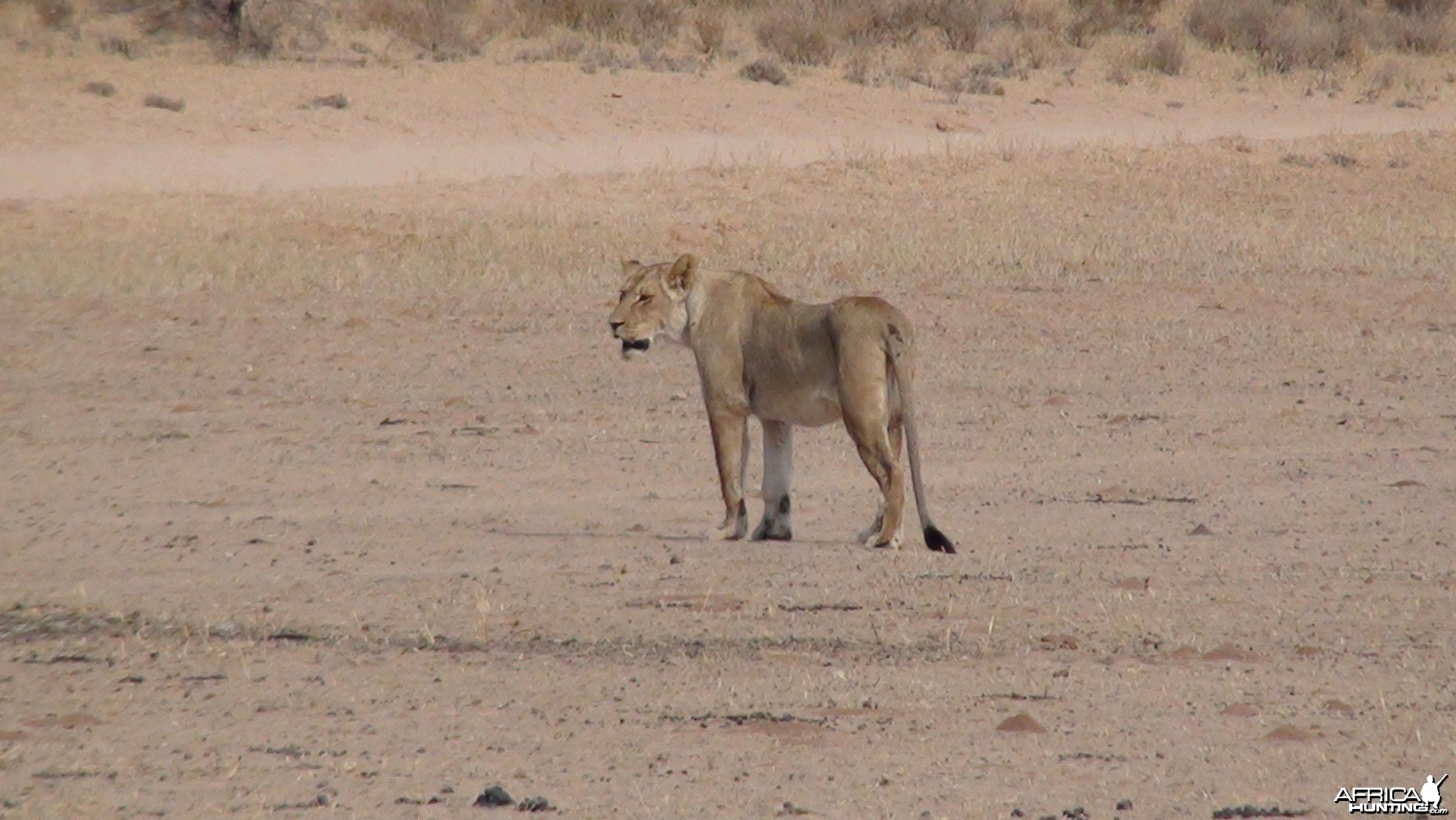 Lion Namibia