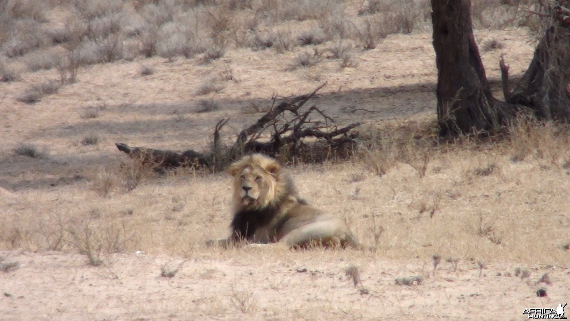 Lion Namibia