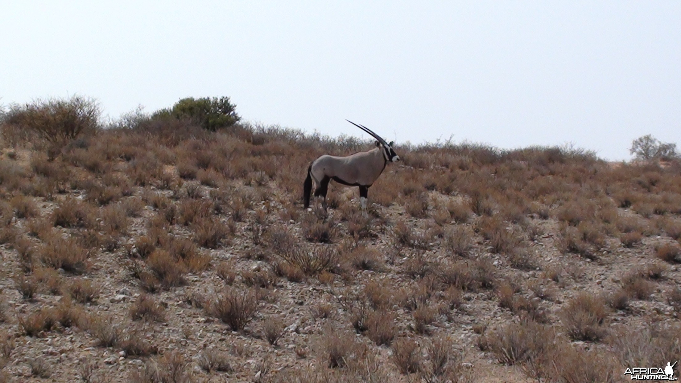 Gemsbok Namibia