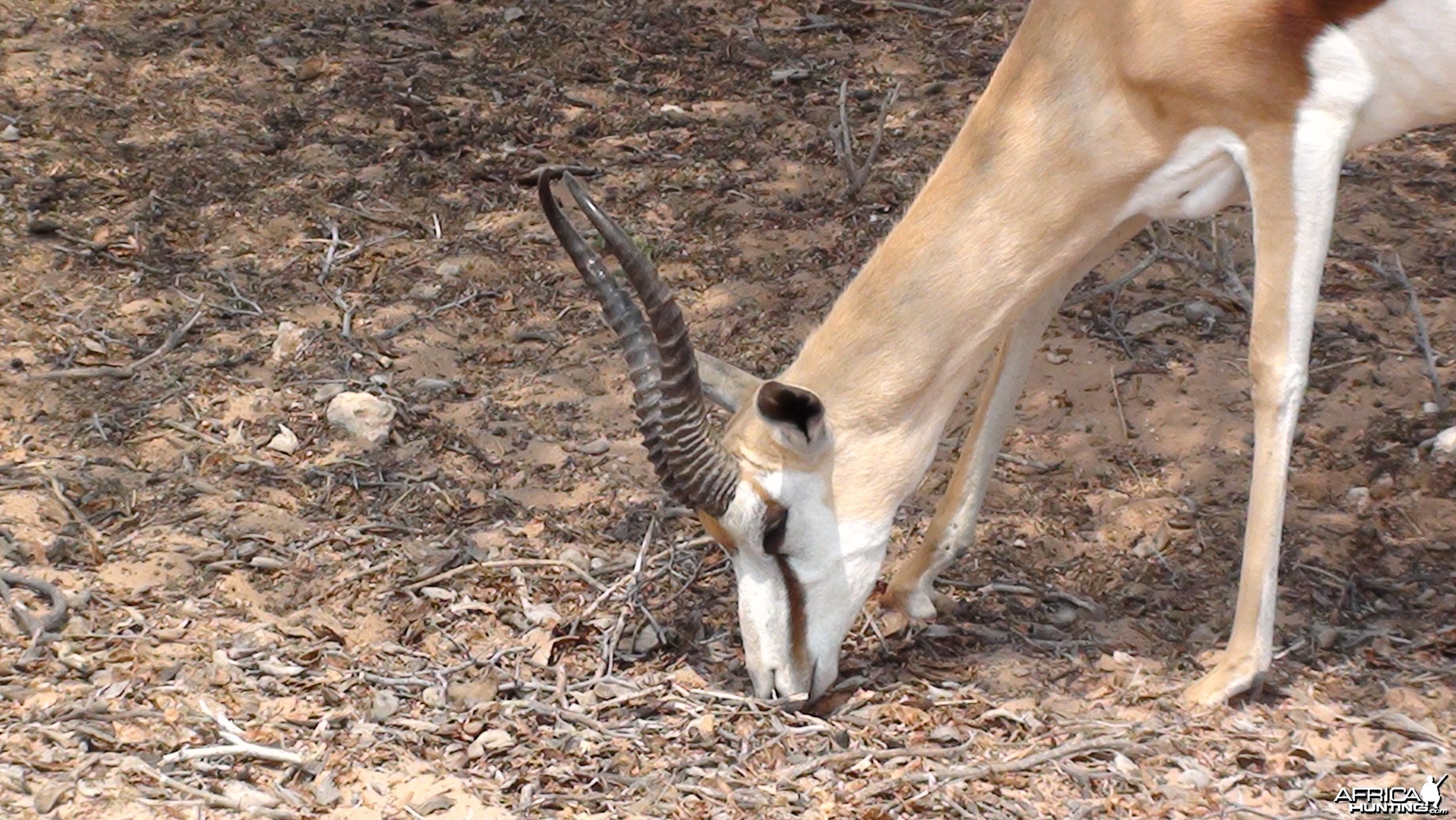 Springbok Namibia