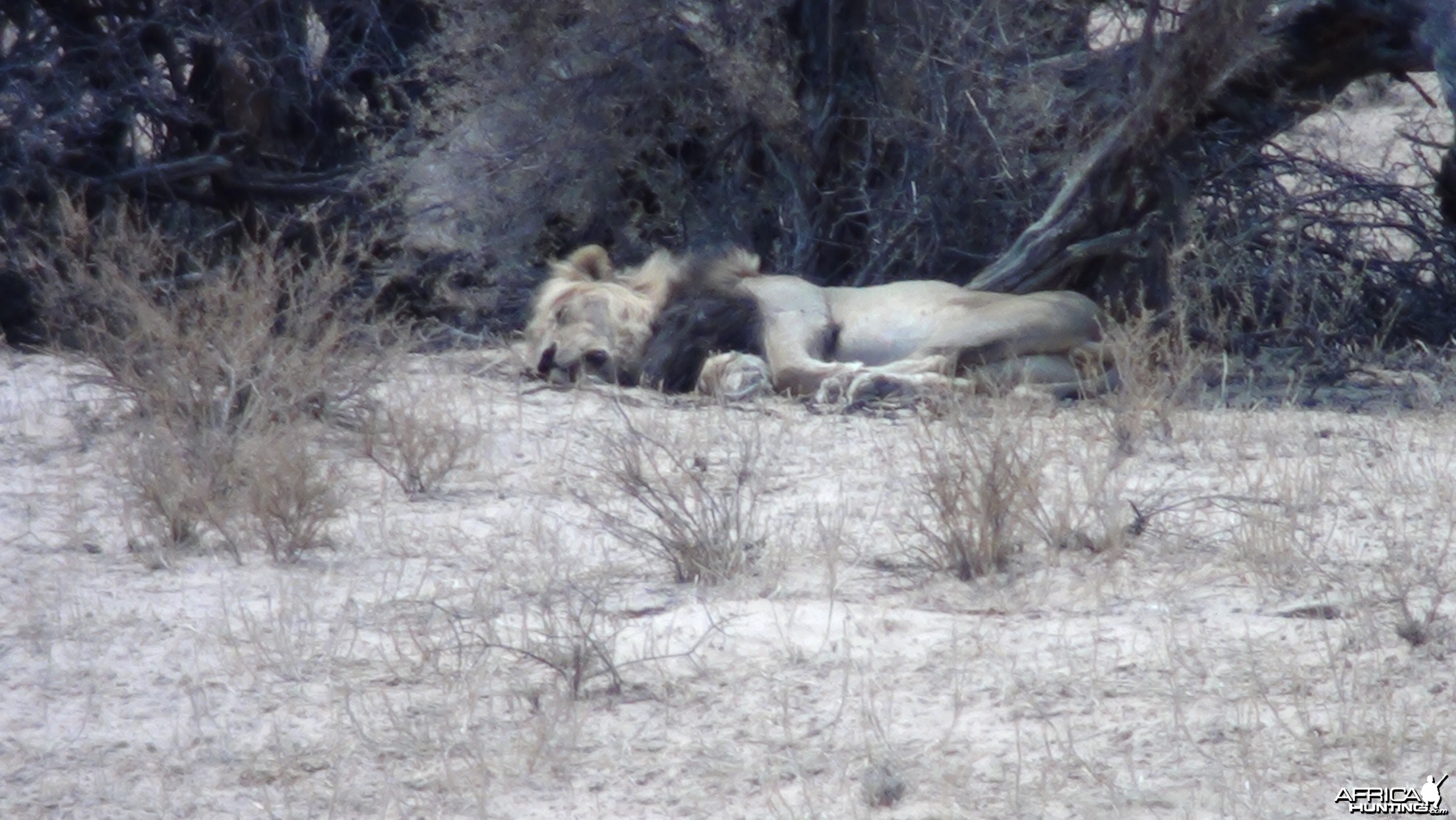 Lion Etosha Namibia