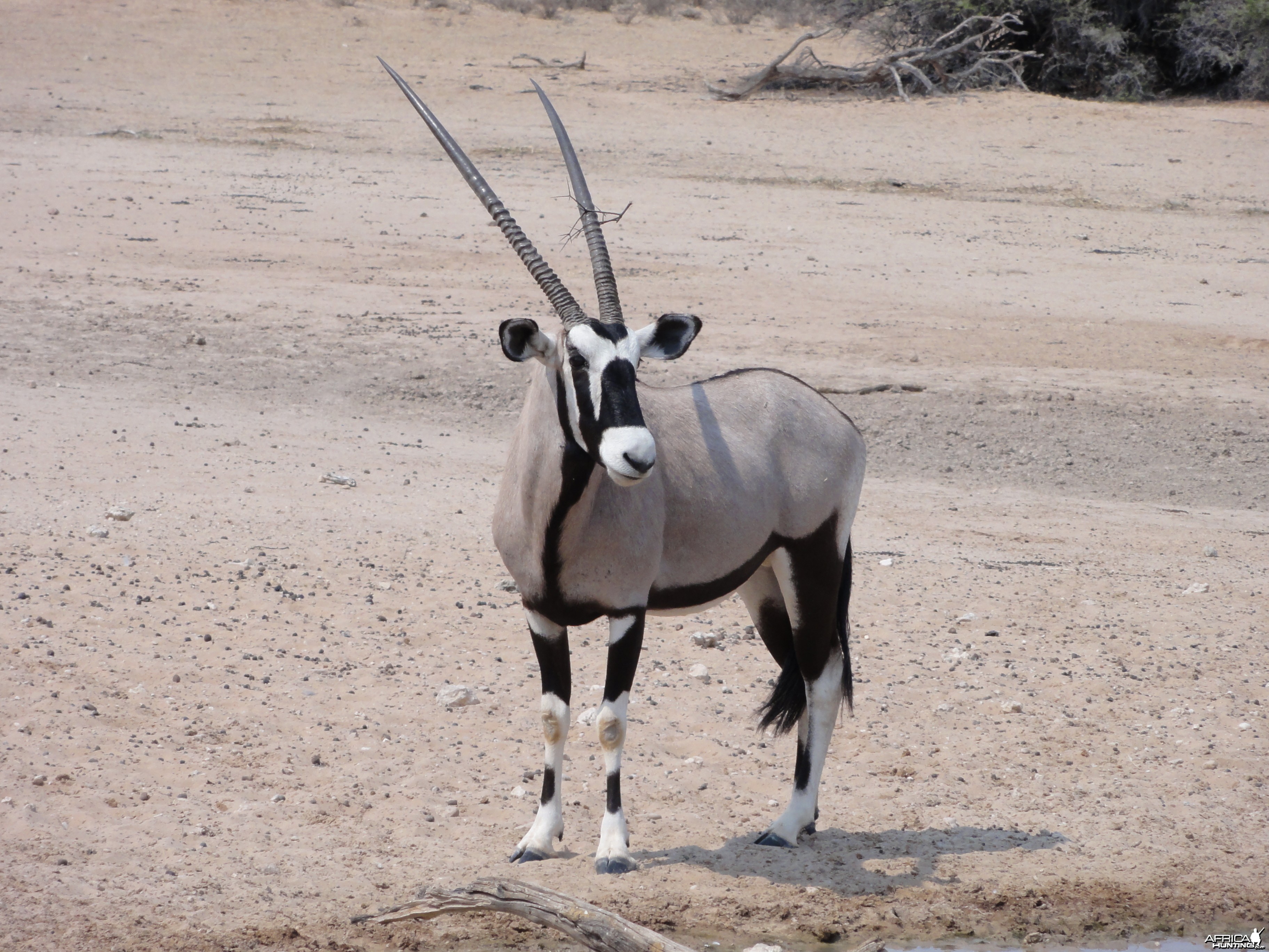 Gemsbok Namibia