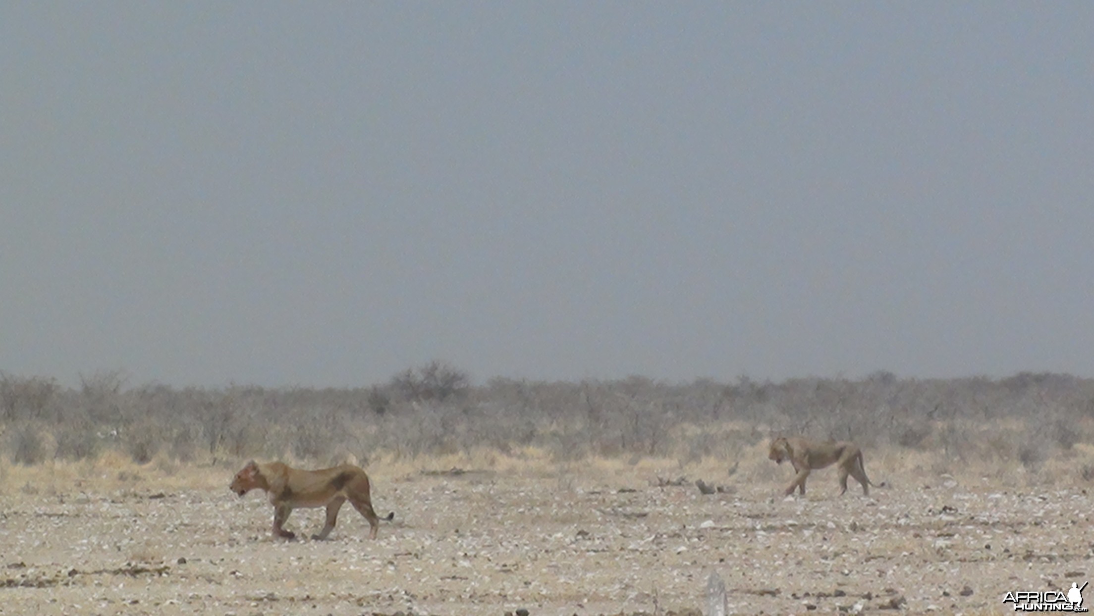 Lion Namibia