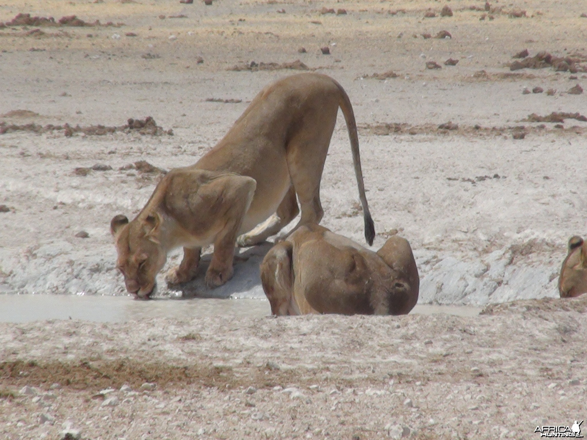 Lion Namibia