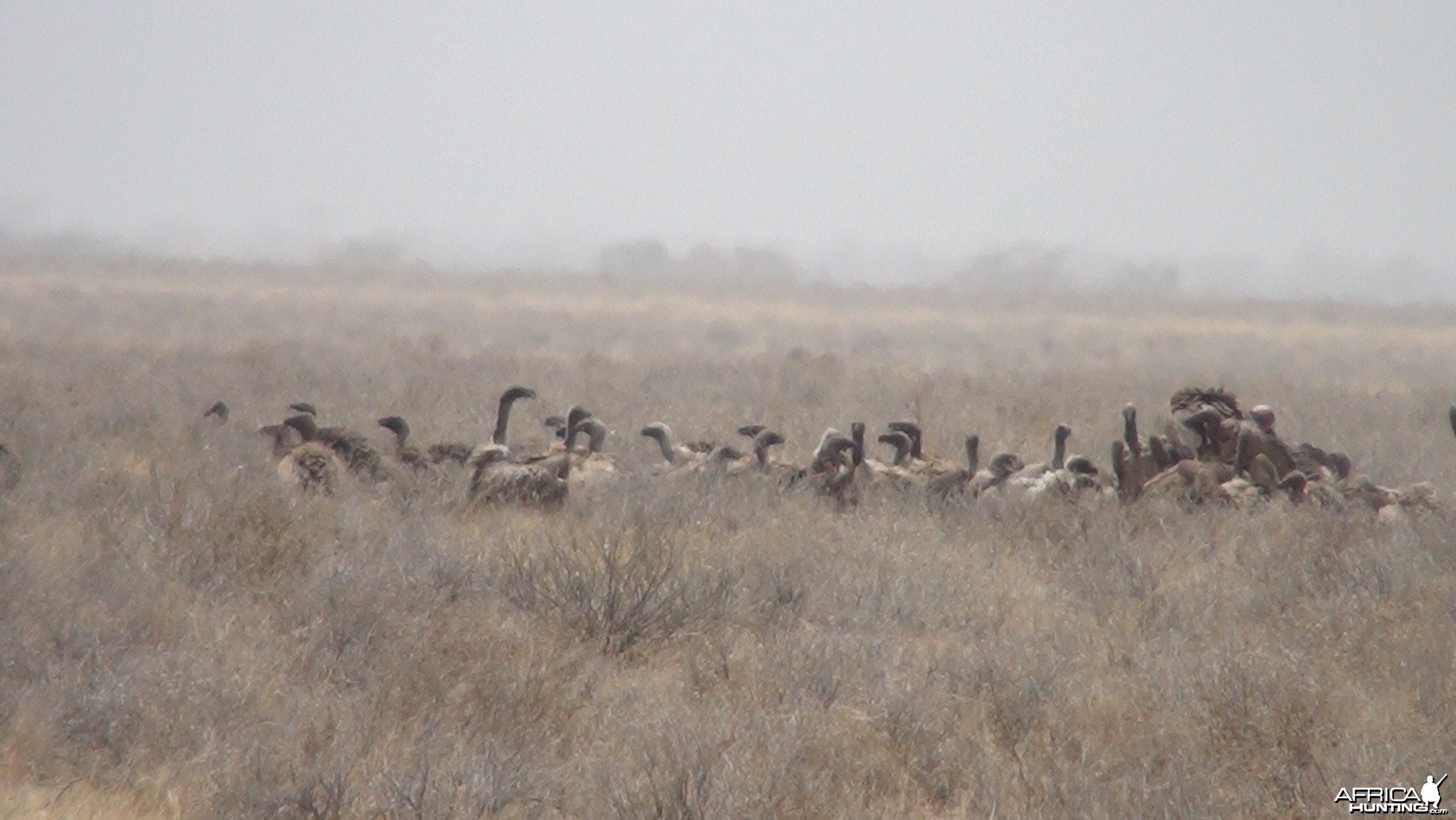 Vultures Namibia