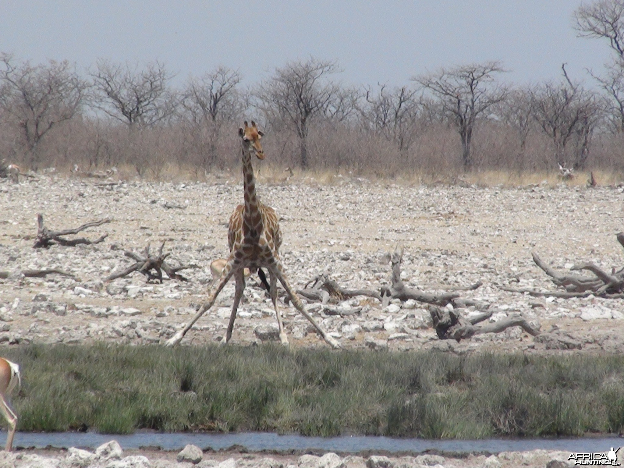 Giraffe Etosha Namibia