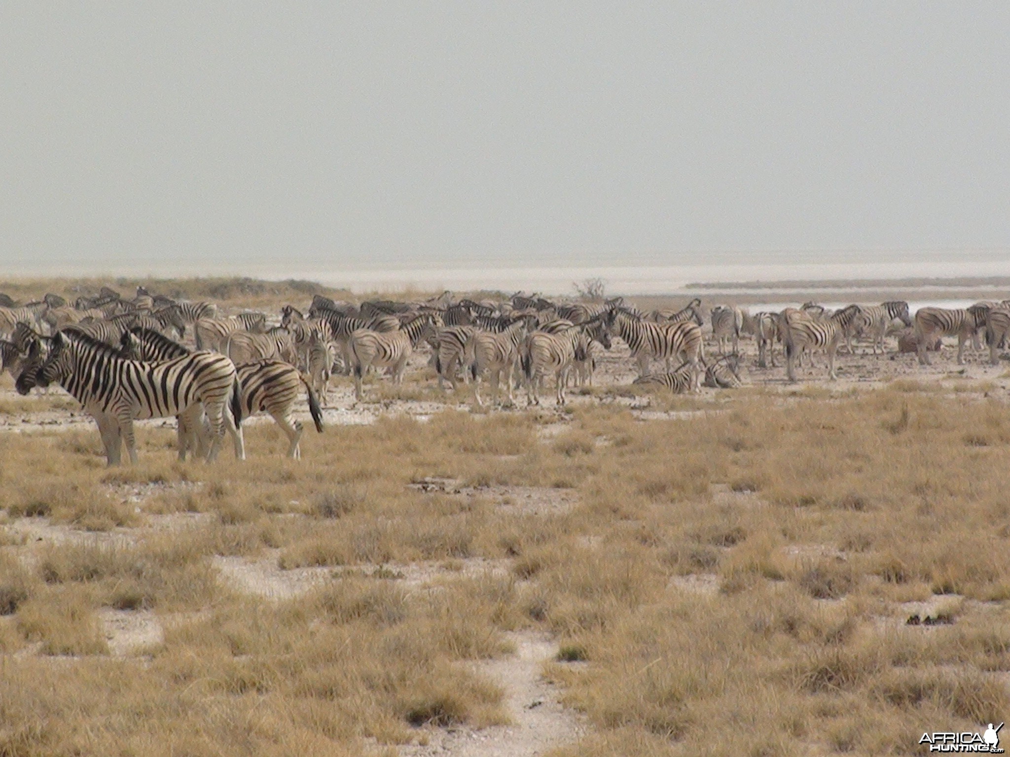 Etosha Namibia