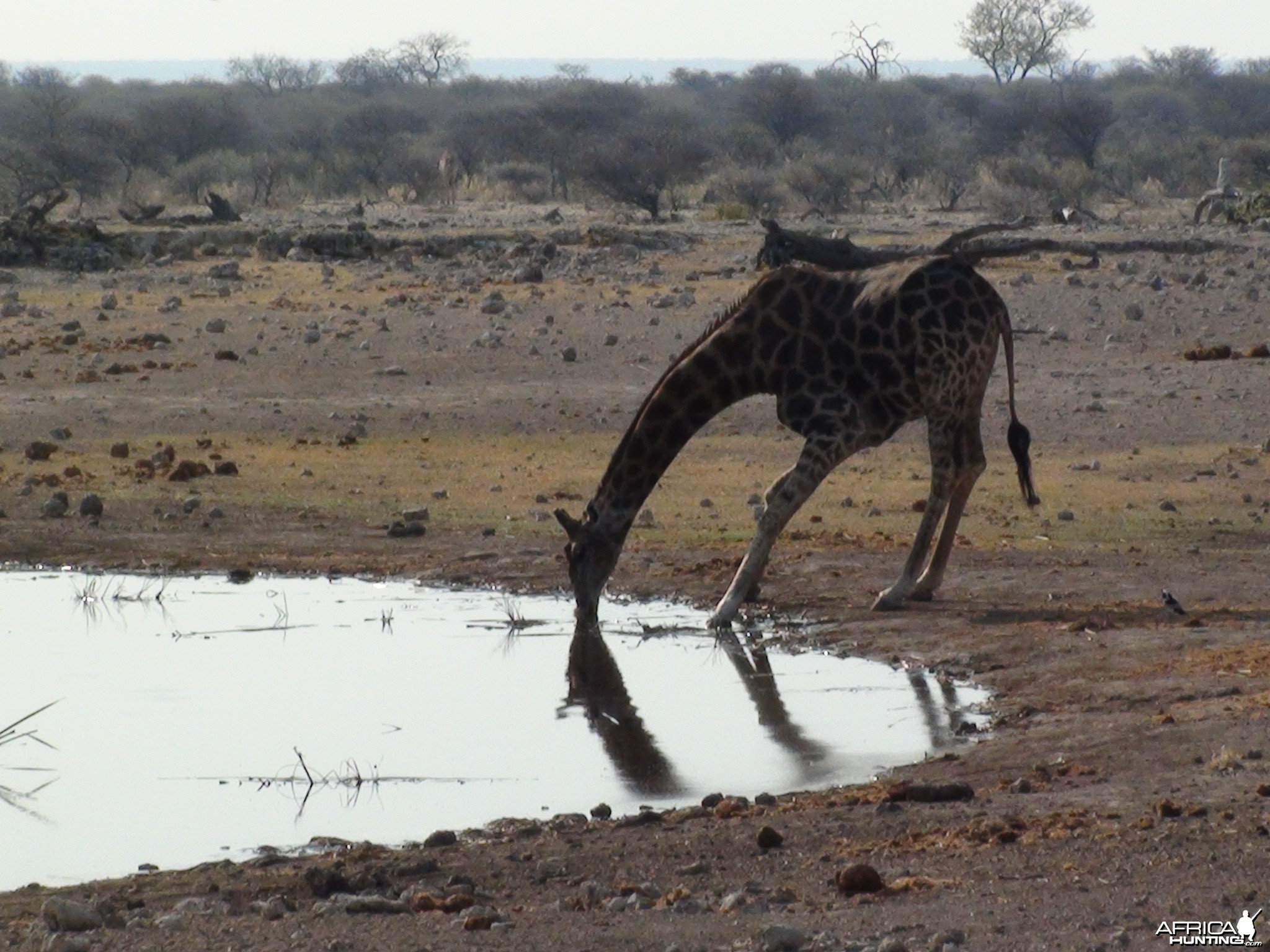 Giraffe Etosha Namibia