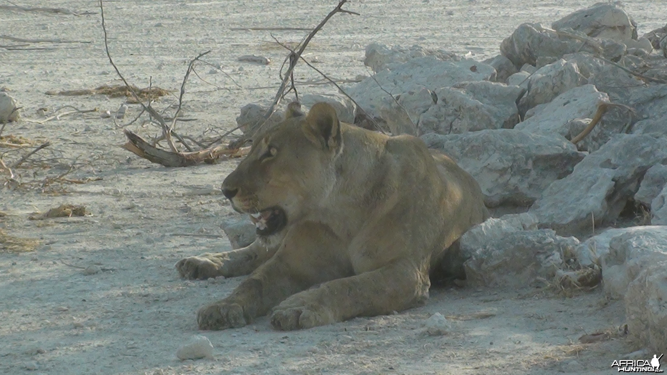 Lion Etosha Namibia