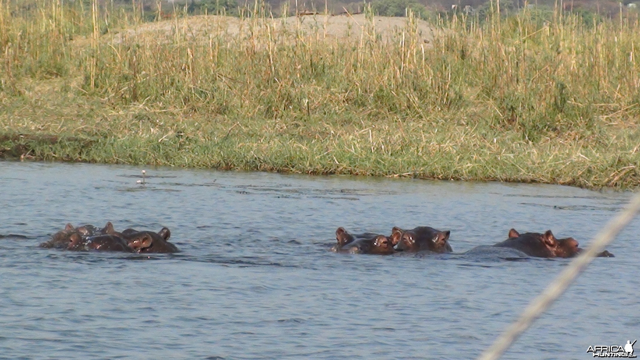 Hippo Caprivi Namibia