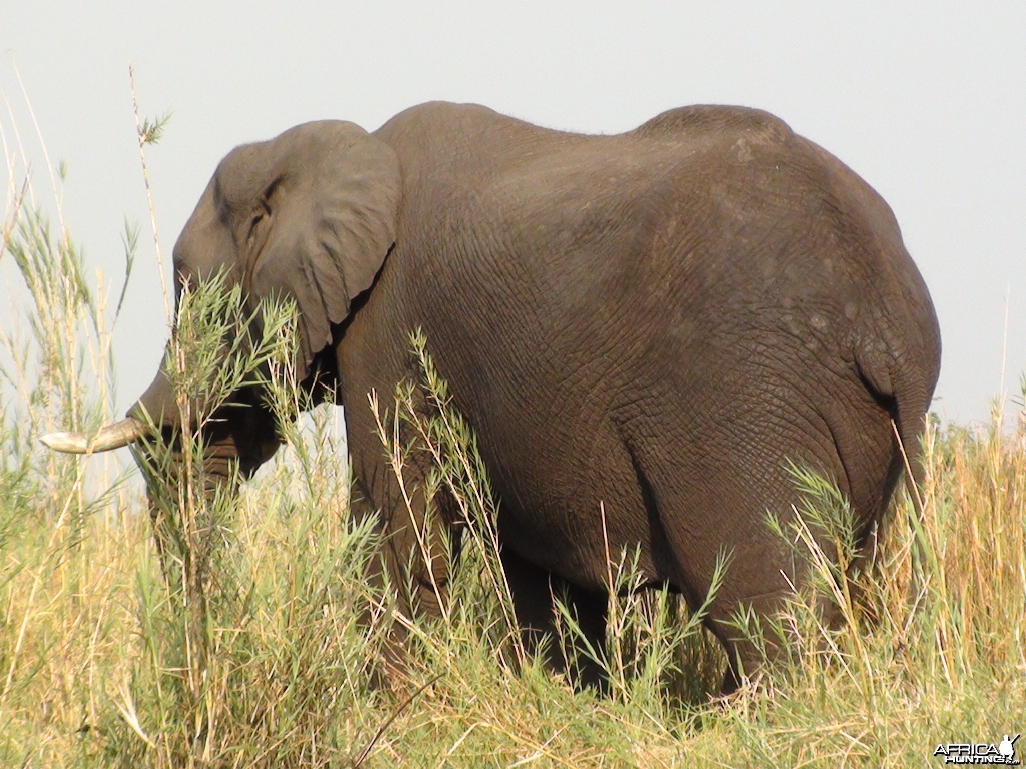 Elephant Caprivi Namibia