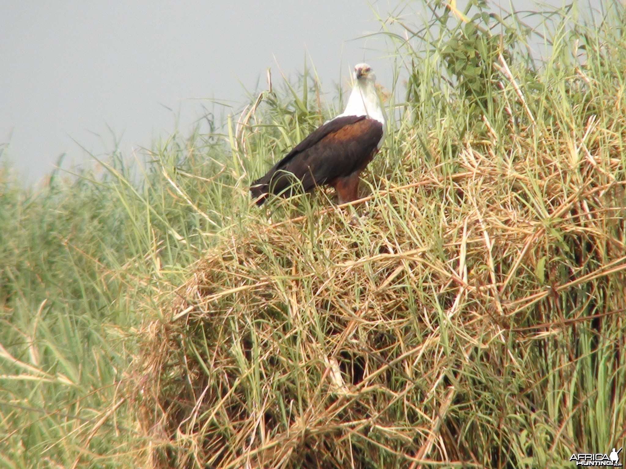 Fishing Eagle Caprivi Namibia