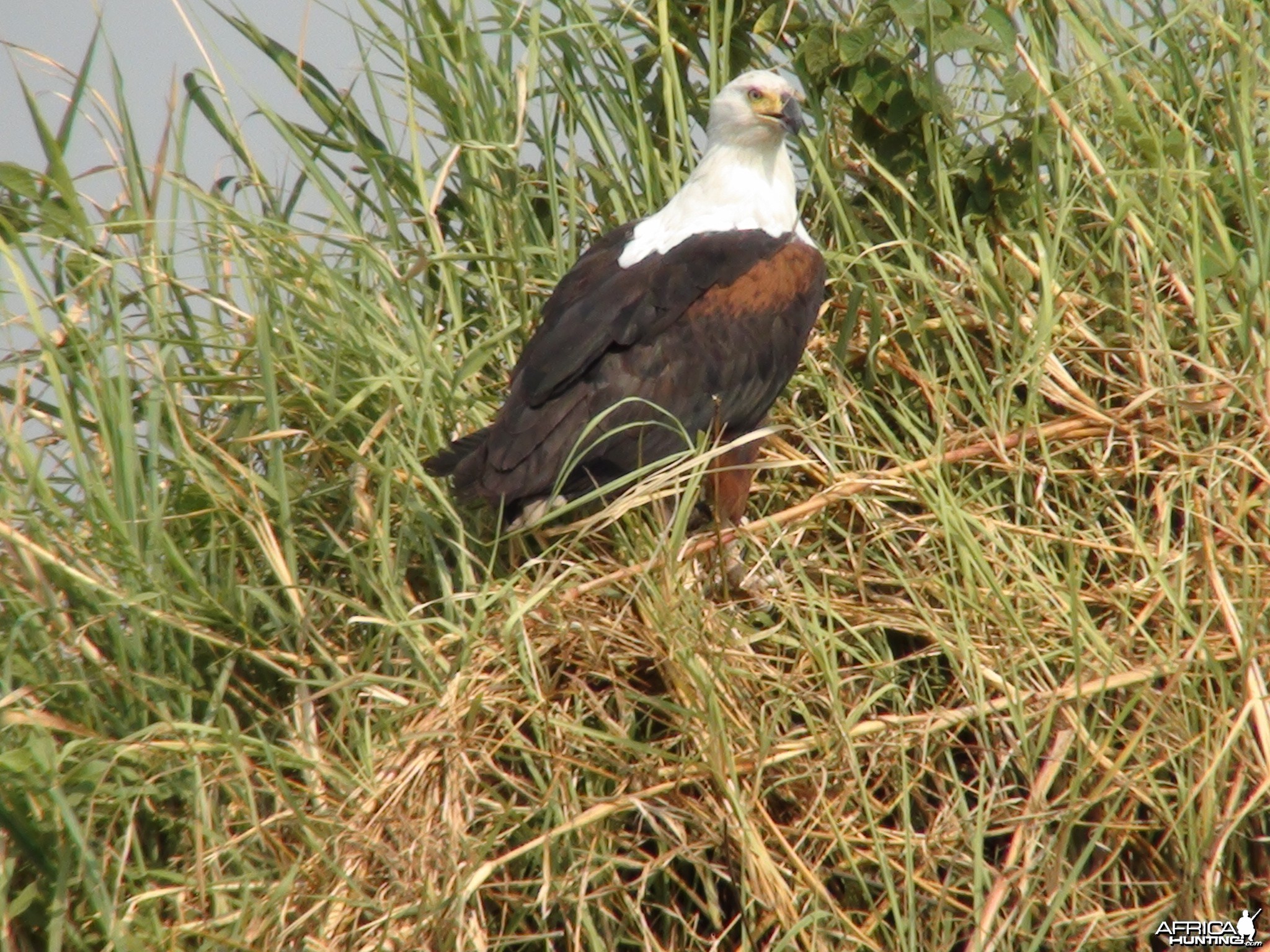 Fishing Eagle Caprivi Namibia