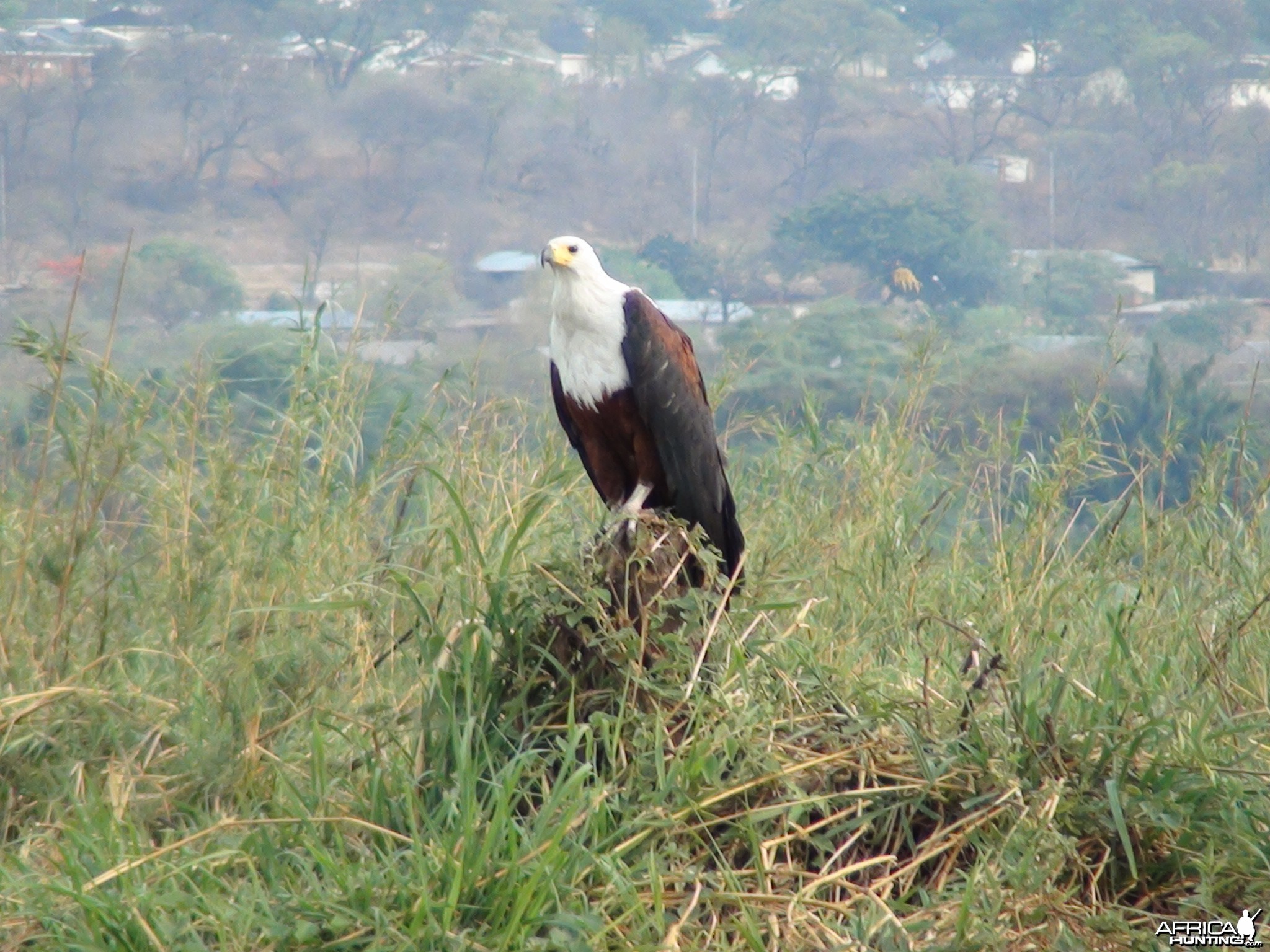 Fishing Eagle Caprivi Namibia