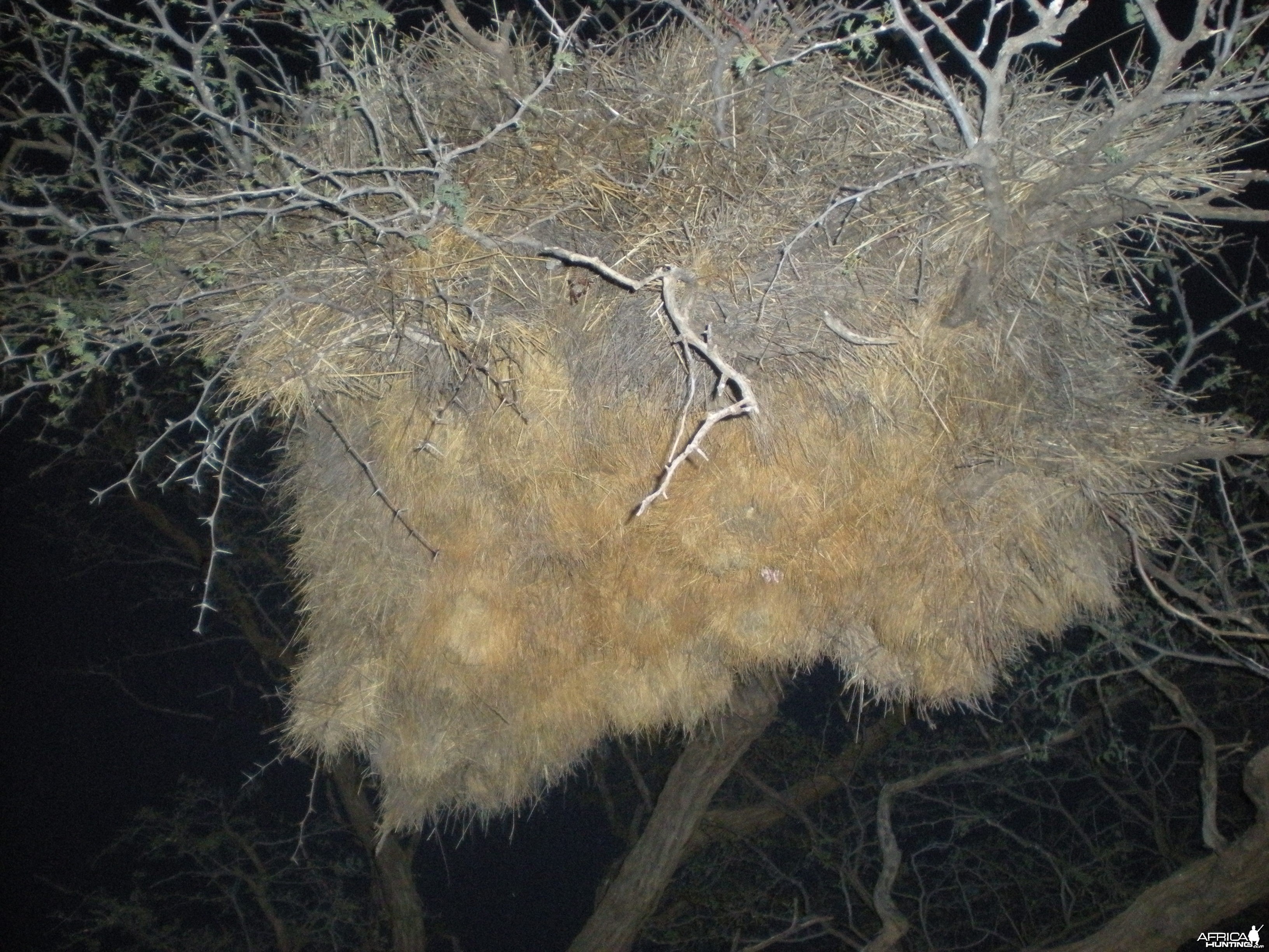 Weaver Nest Namibia