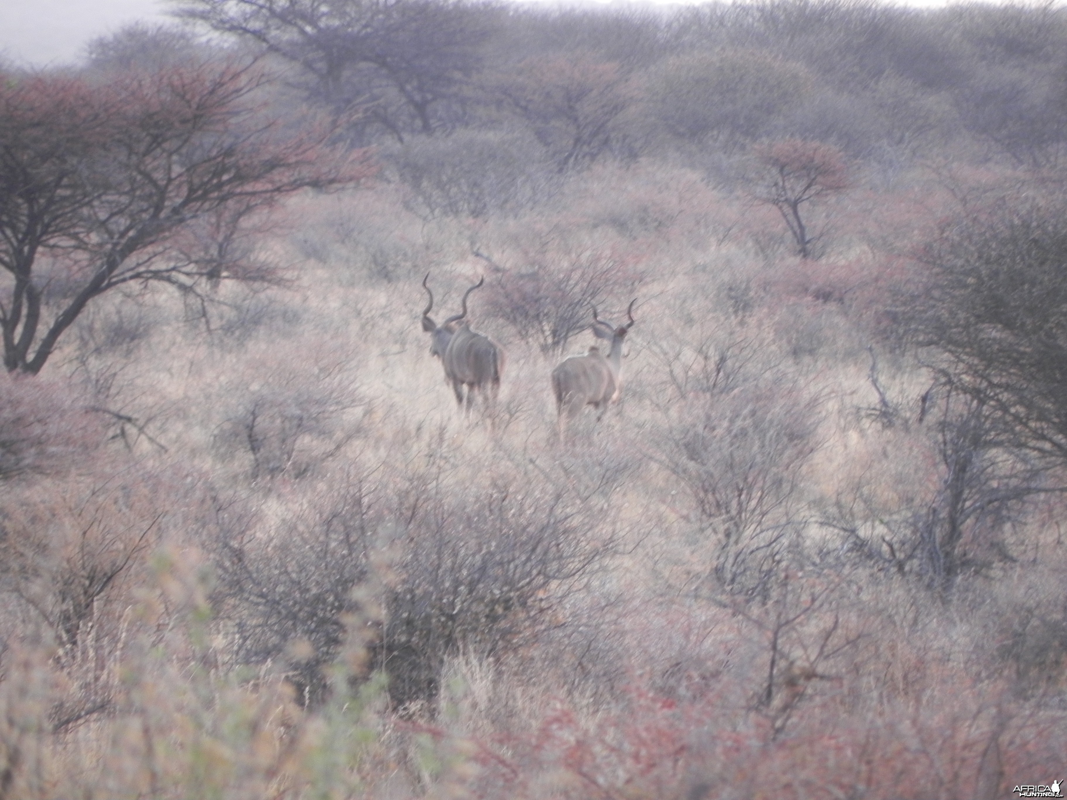 Kudu Namibia