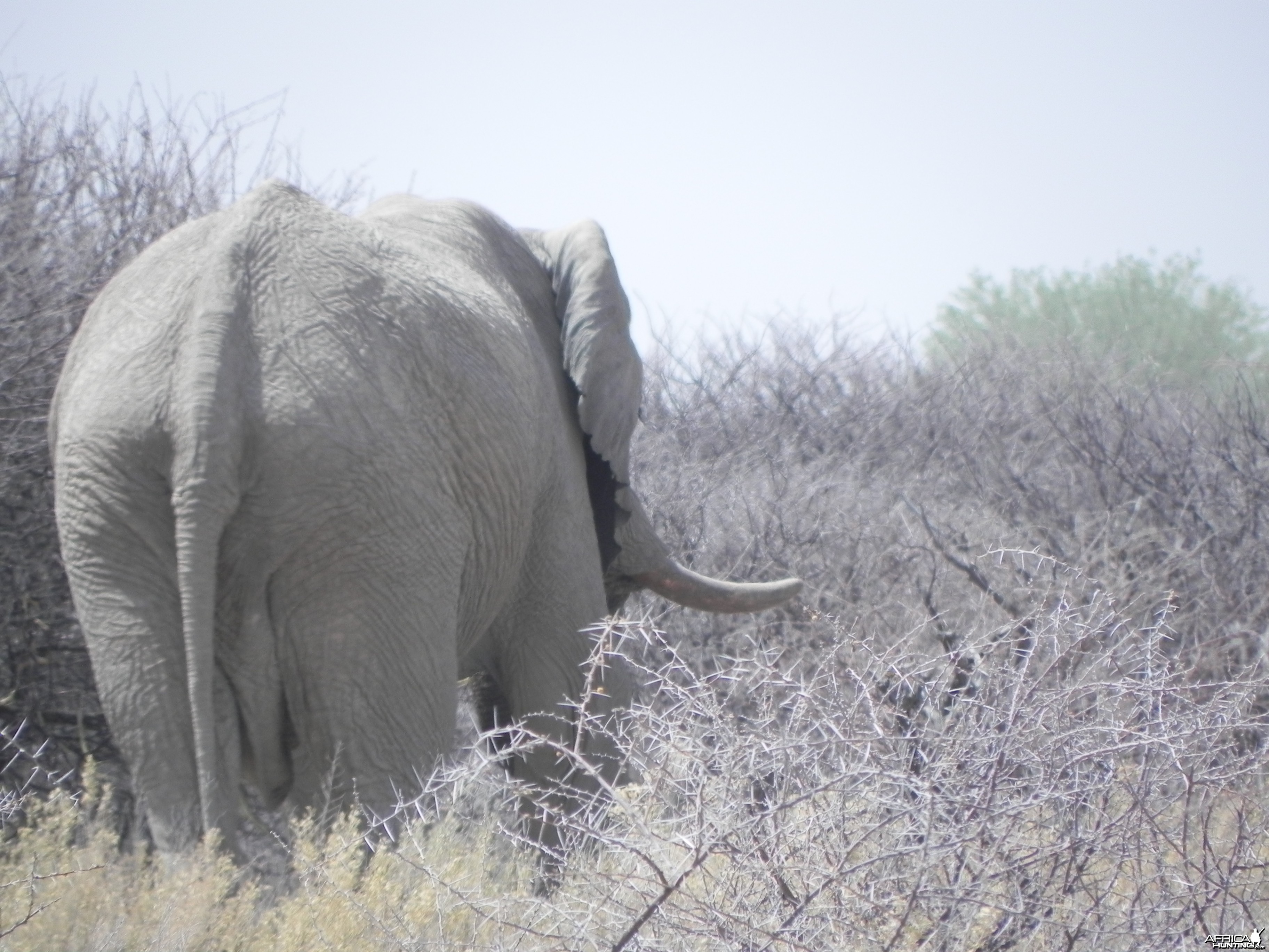 Elephant Etosha Namibia