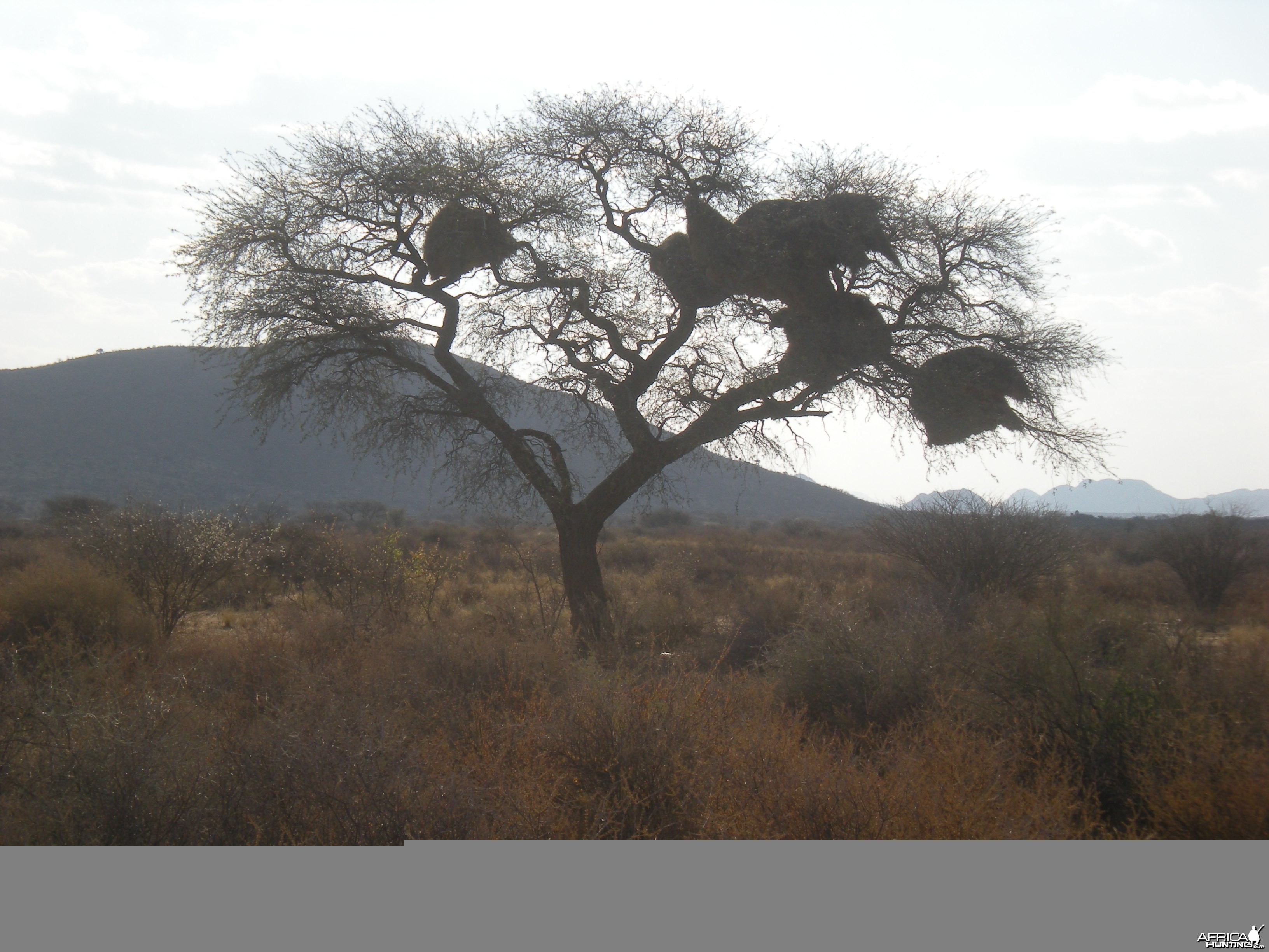 Weaver Nest Tree Namibia