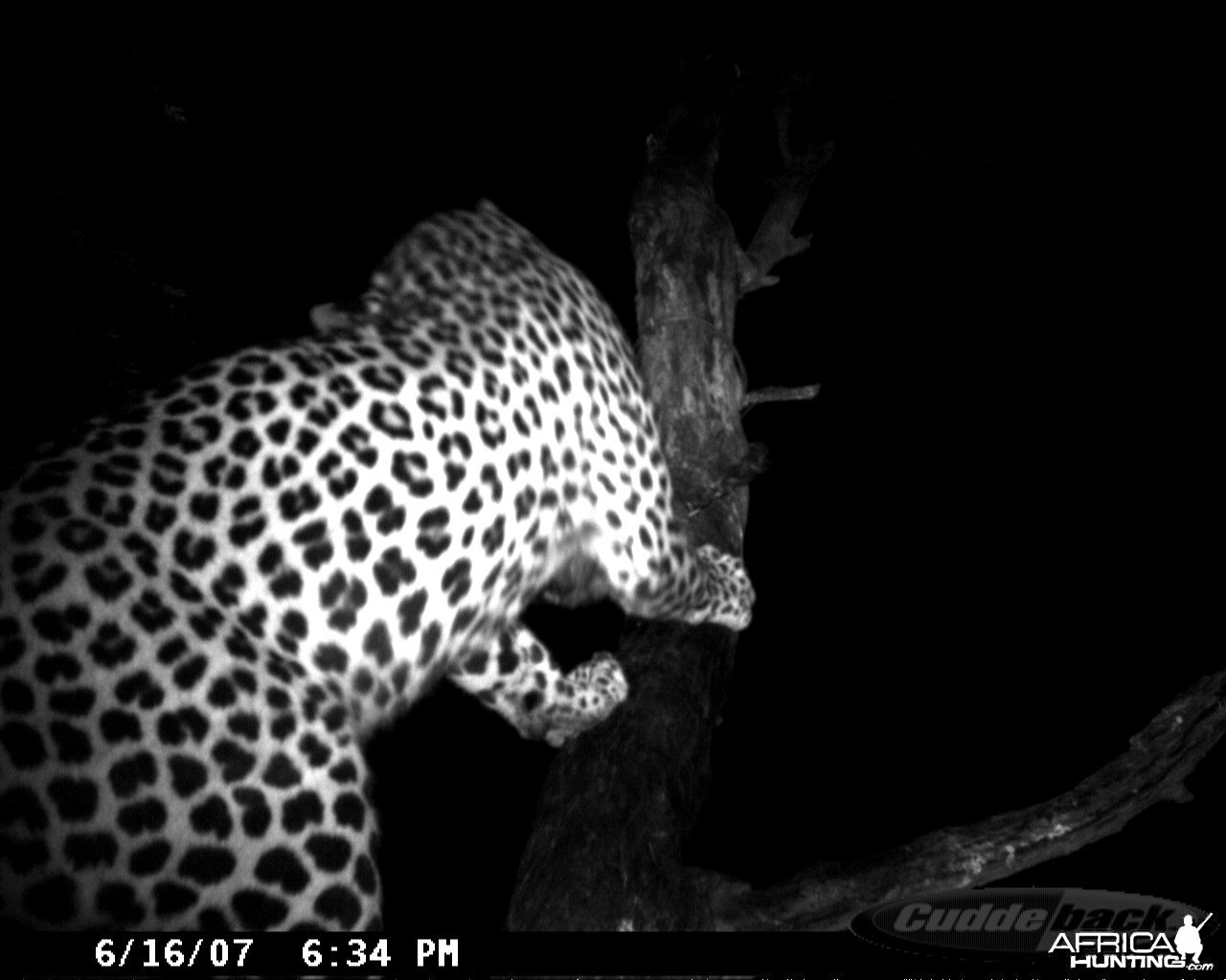 Leopard on Bait at Ozondjahe Safaris Namibia