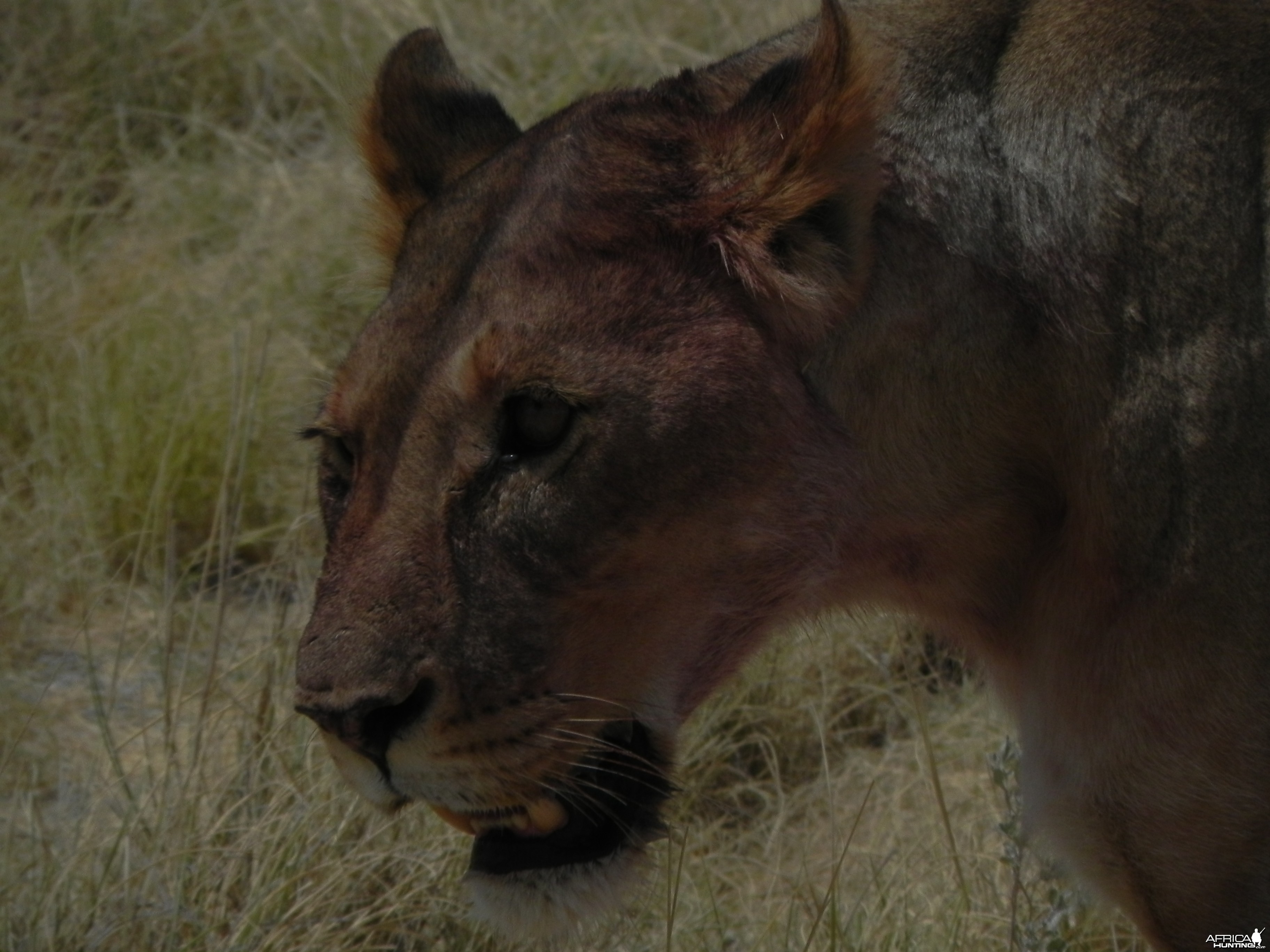 Lion Etosha Namibia