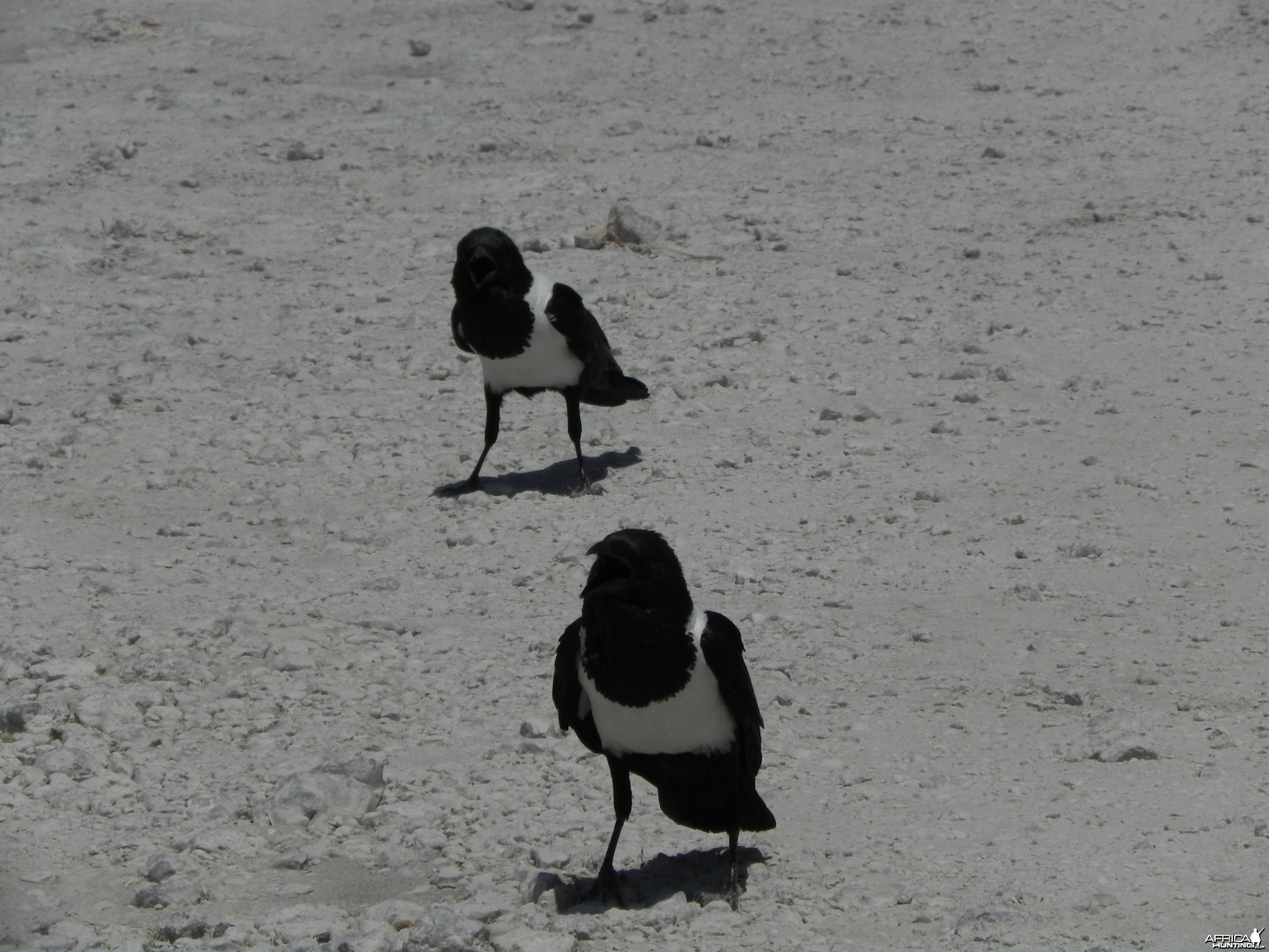 Crows Namibia