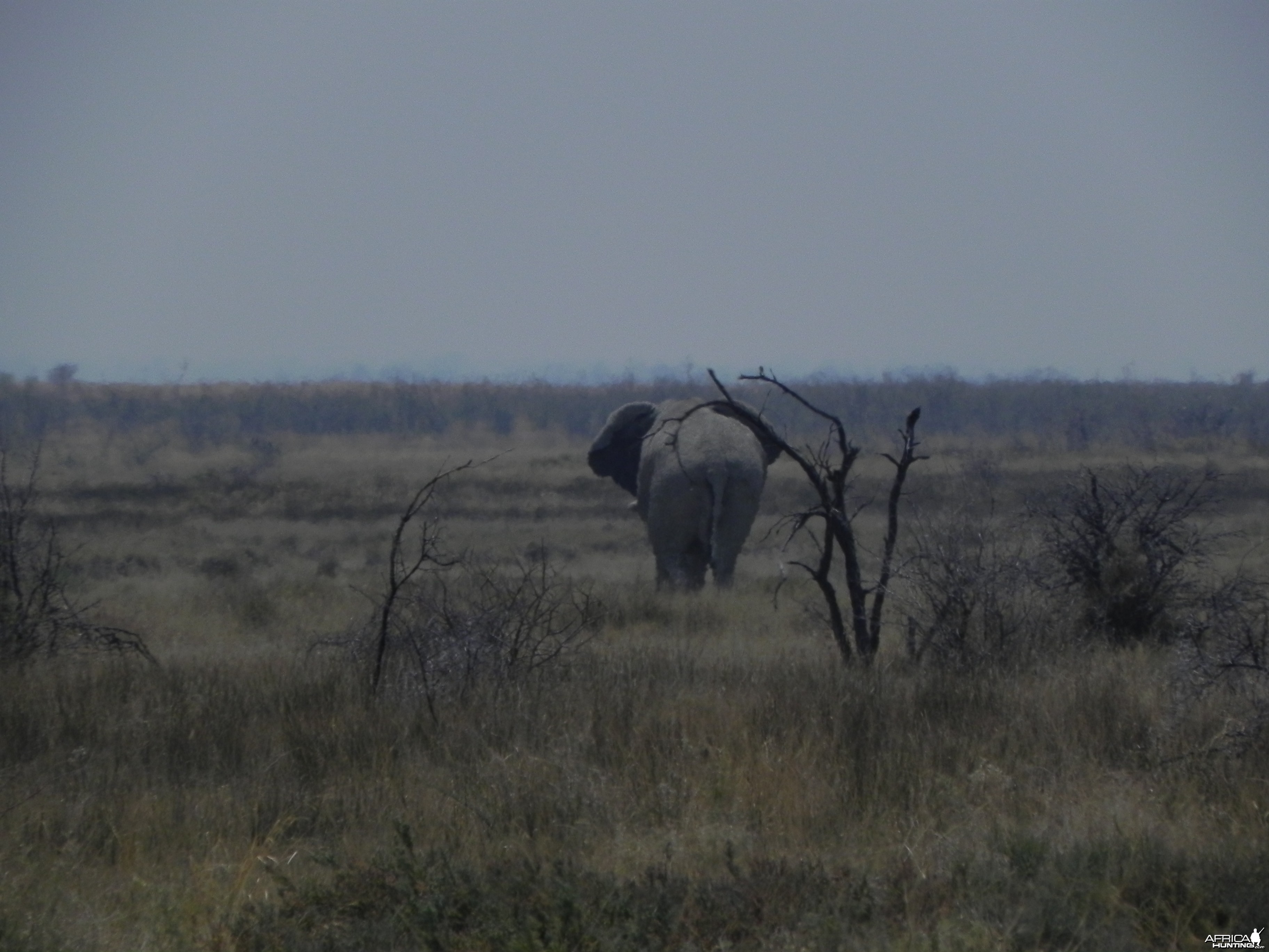 Elephant Etosha Namibia