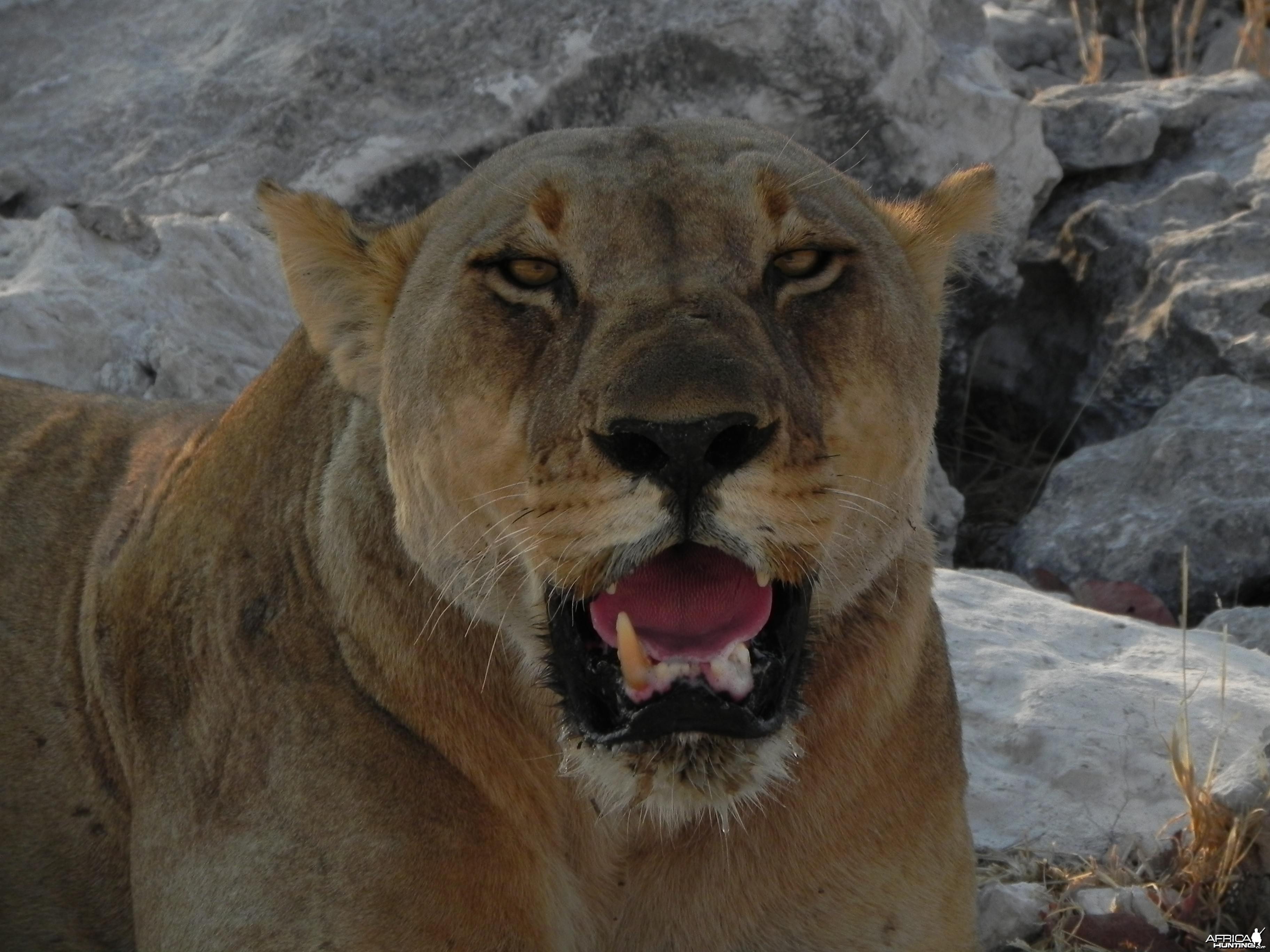 Lion Etosha Namibia