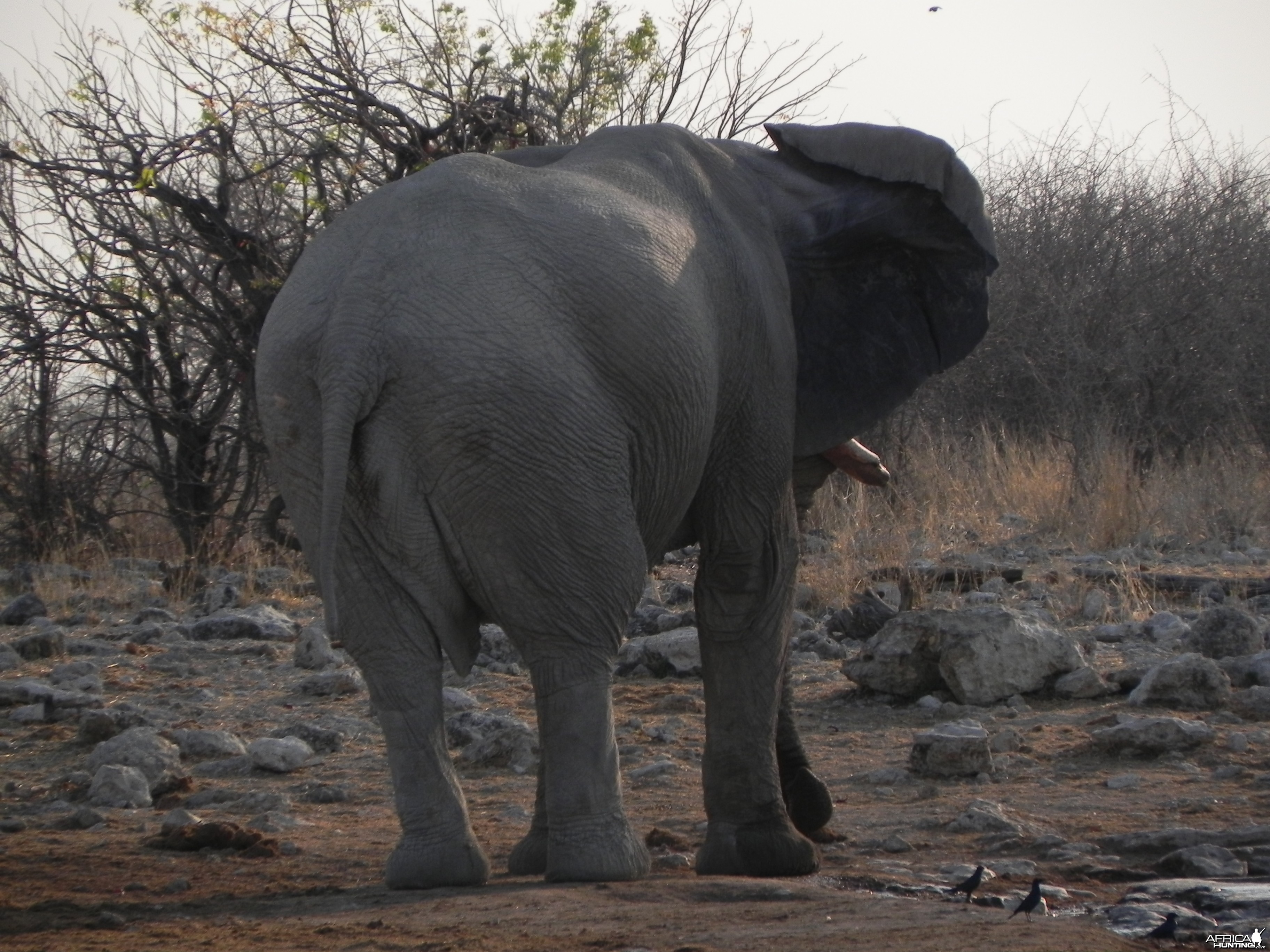 Elephant Etosha Namibia