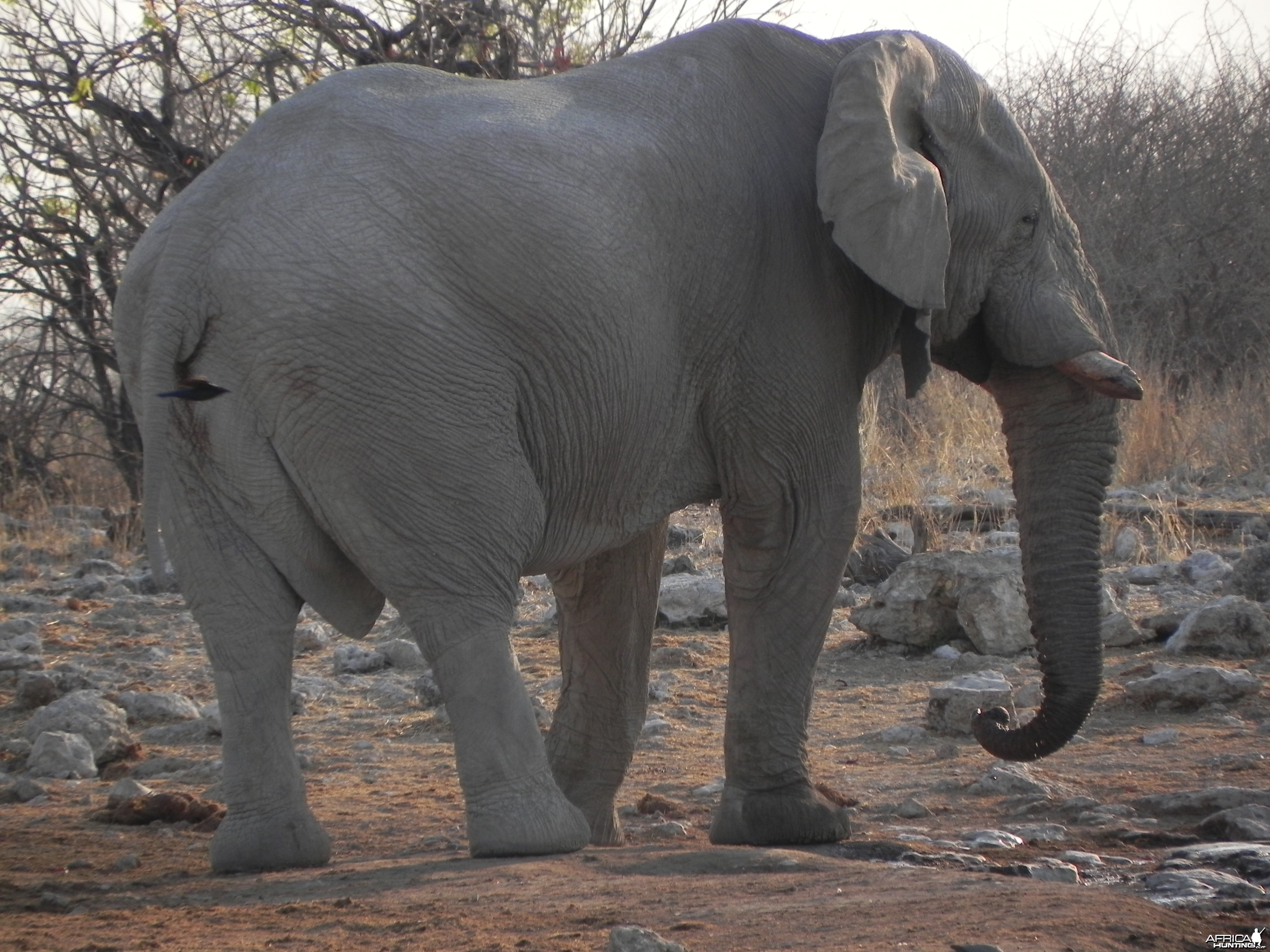 Elephant Etosha Namibia