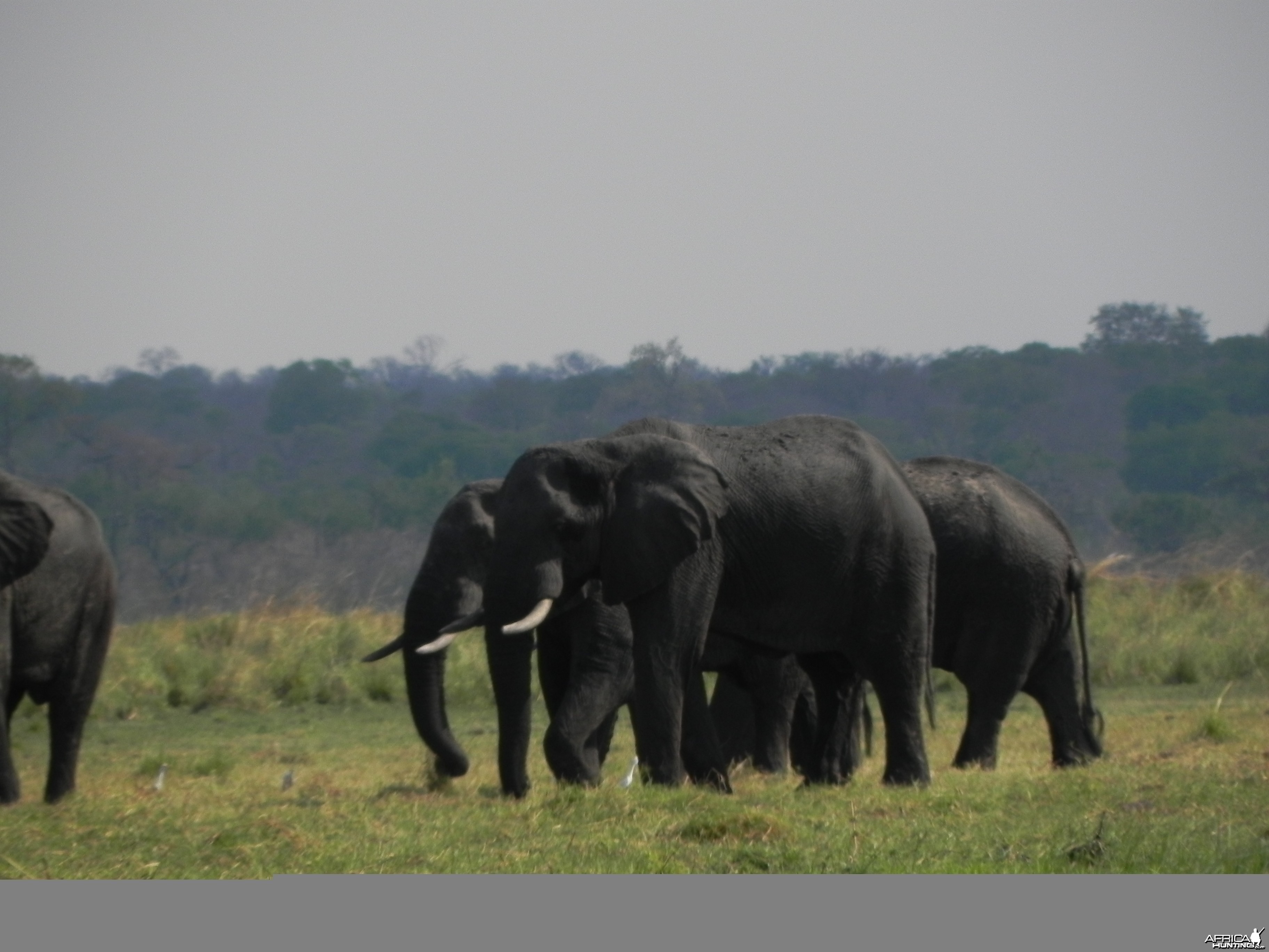 Elephant Caprivi Namibia