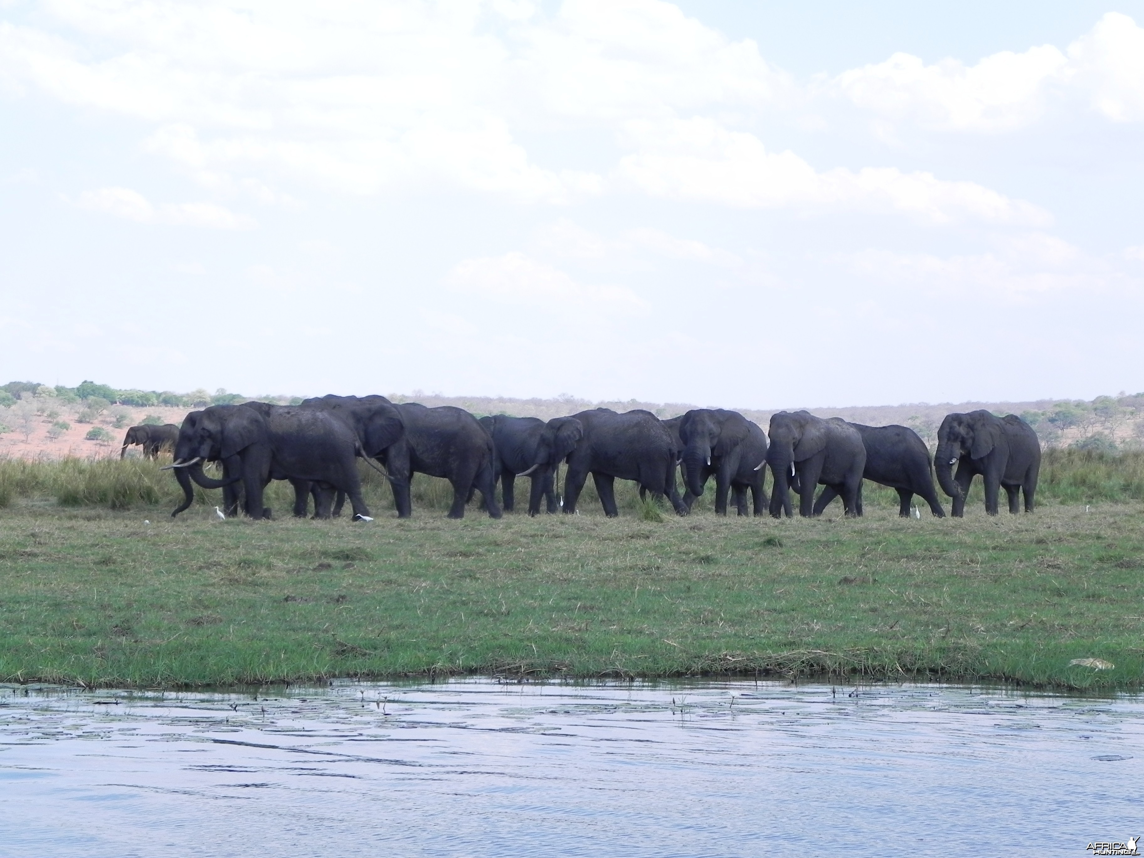 Elephant Caprivi Namibia