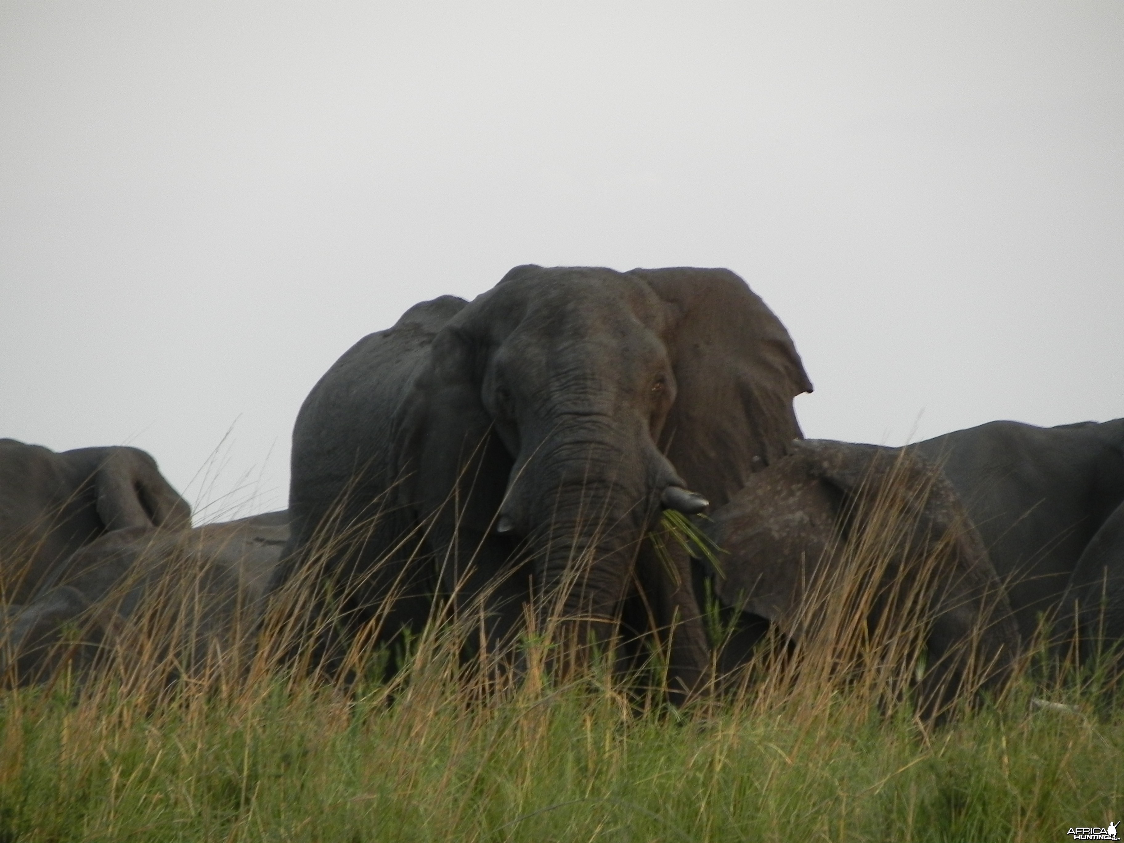 Elephant Caprivi Namibia