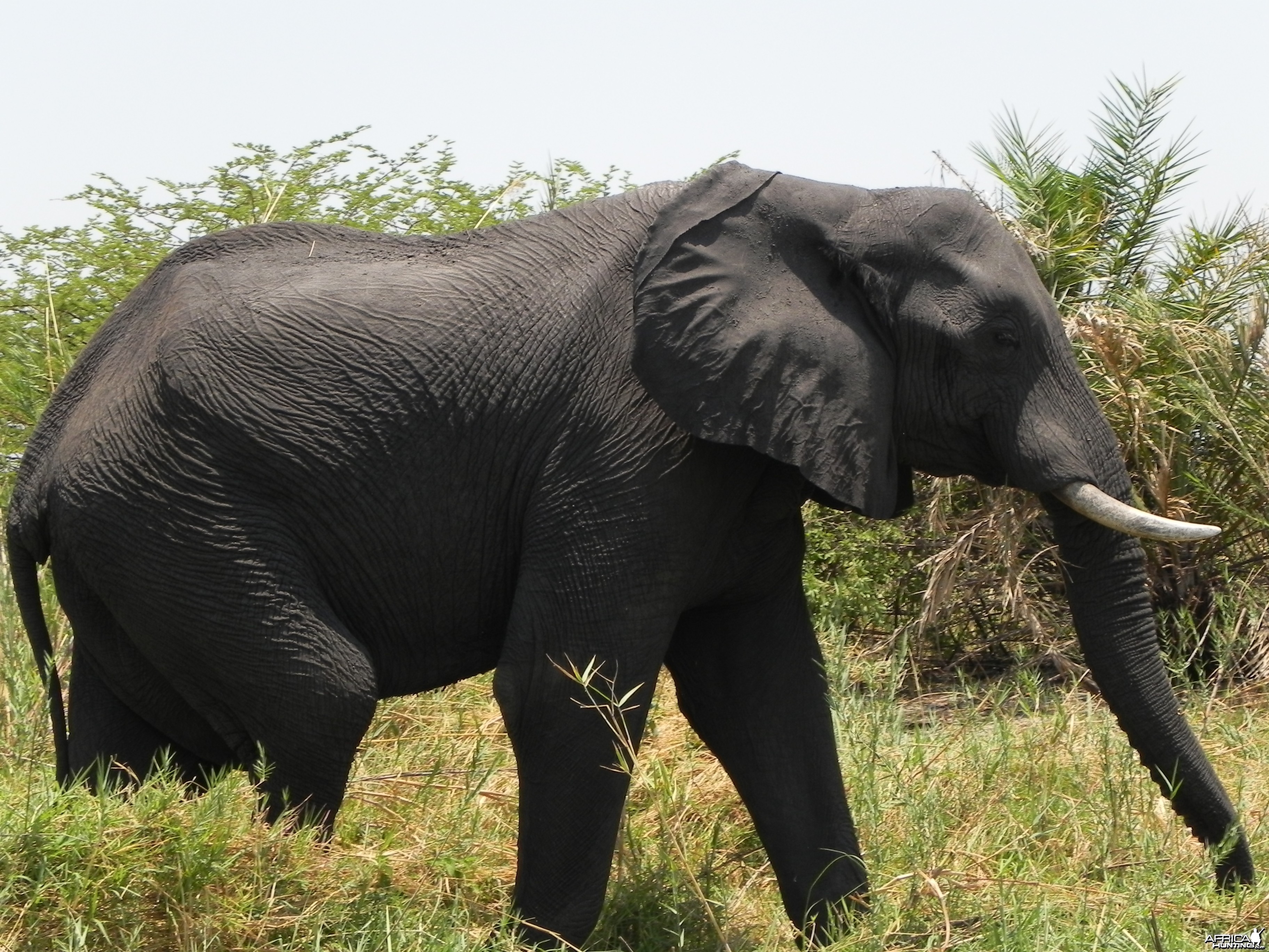 Elephant Caprivi Namibia