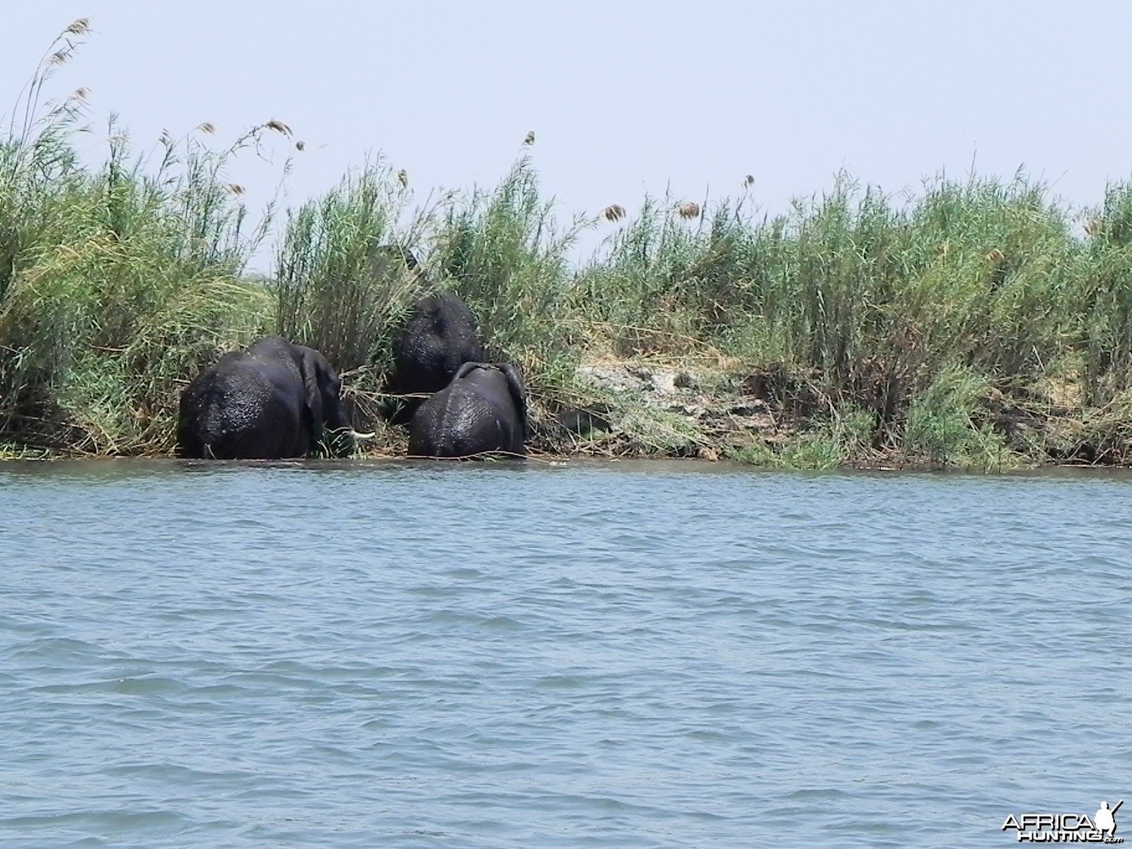 Elephant Caprivi Namibia