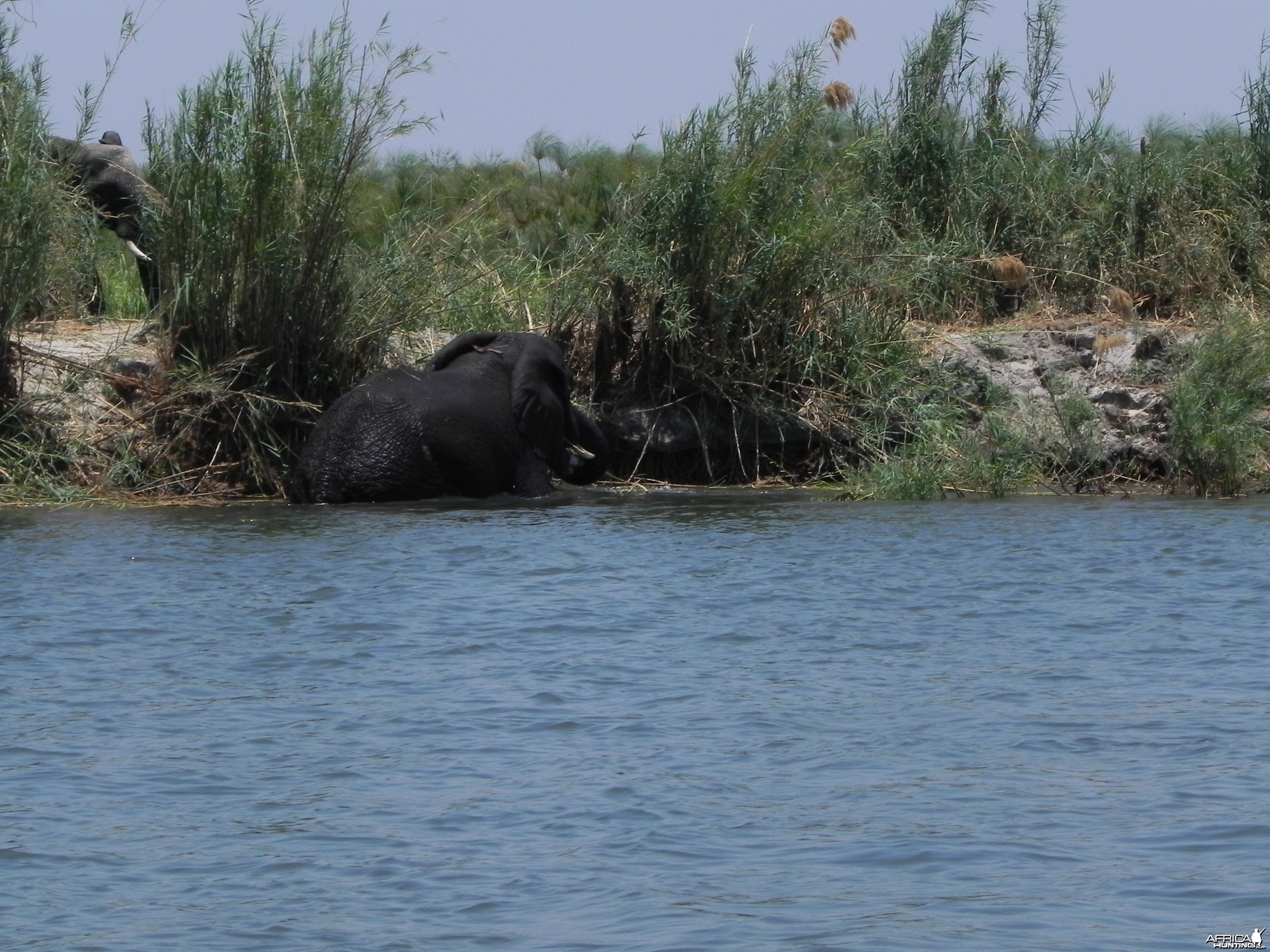 Elephant Caprivi Namibia