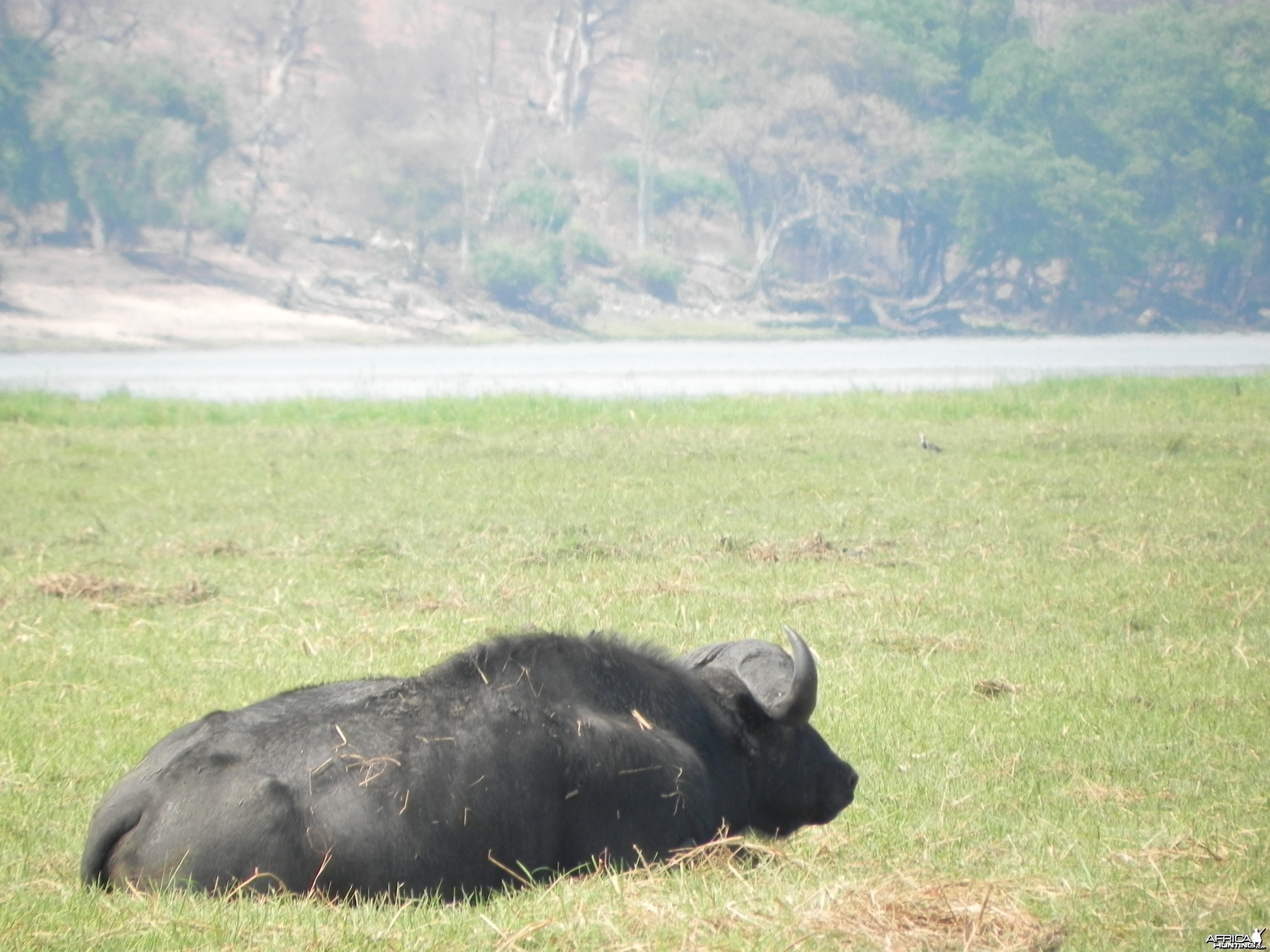 Buffalo Caprivi Namibia