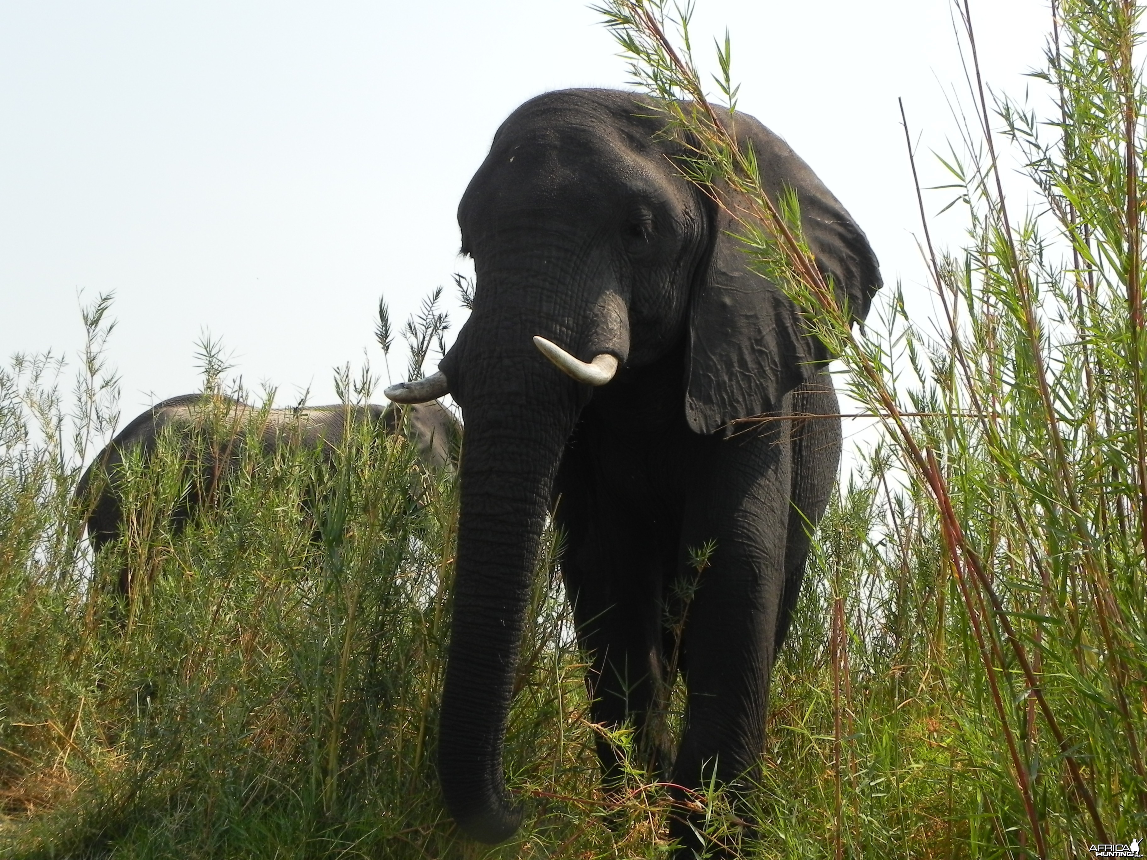 Elephant Caprivi Namibia