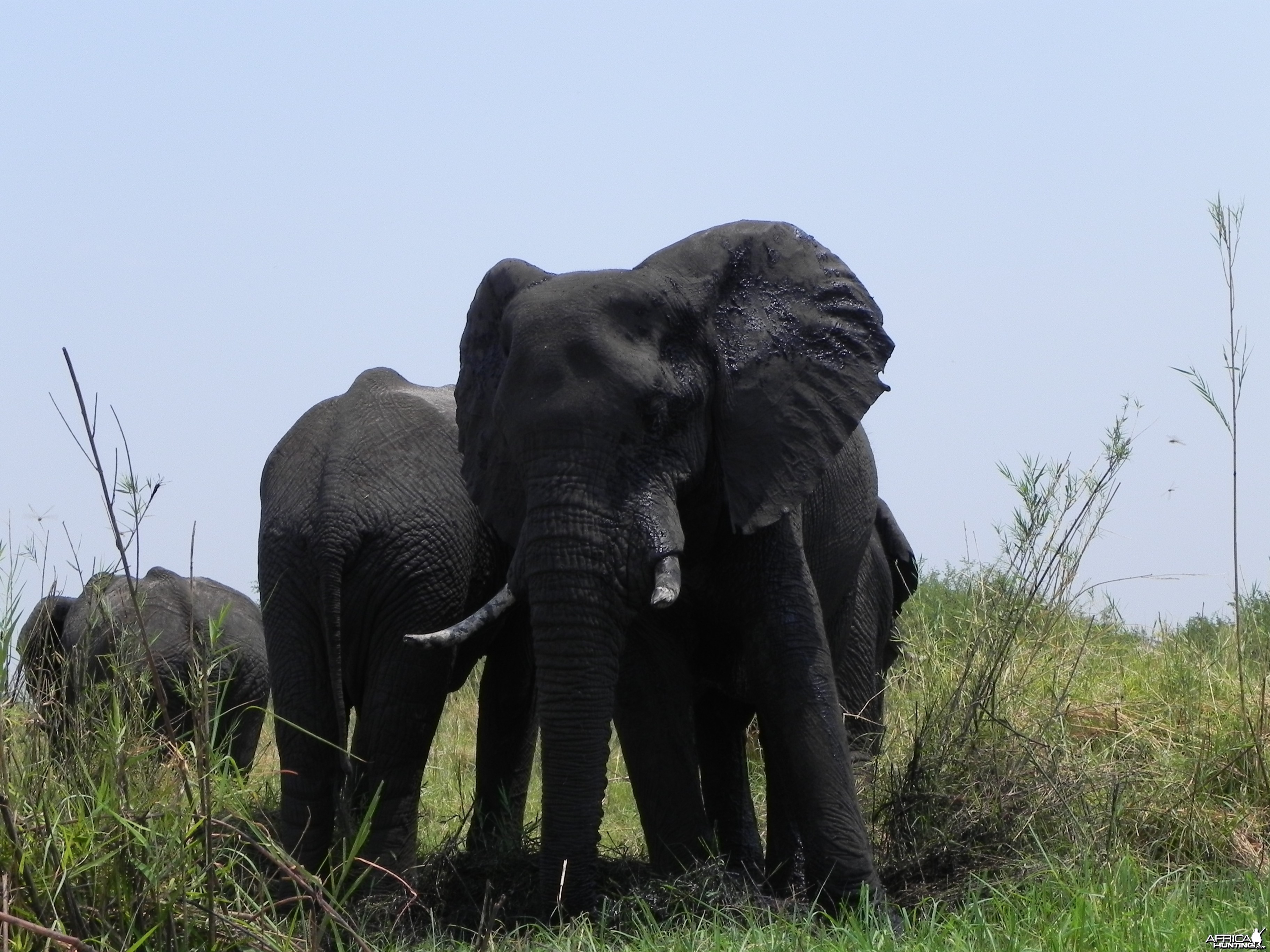 Elephant Caprivi Namibia