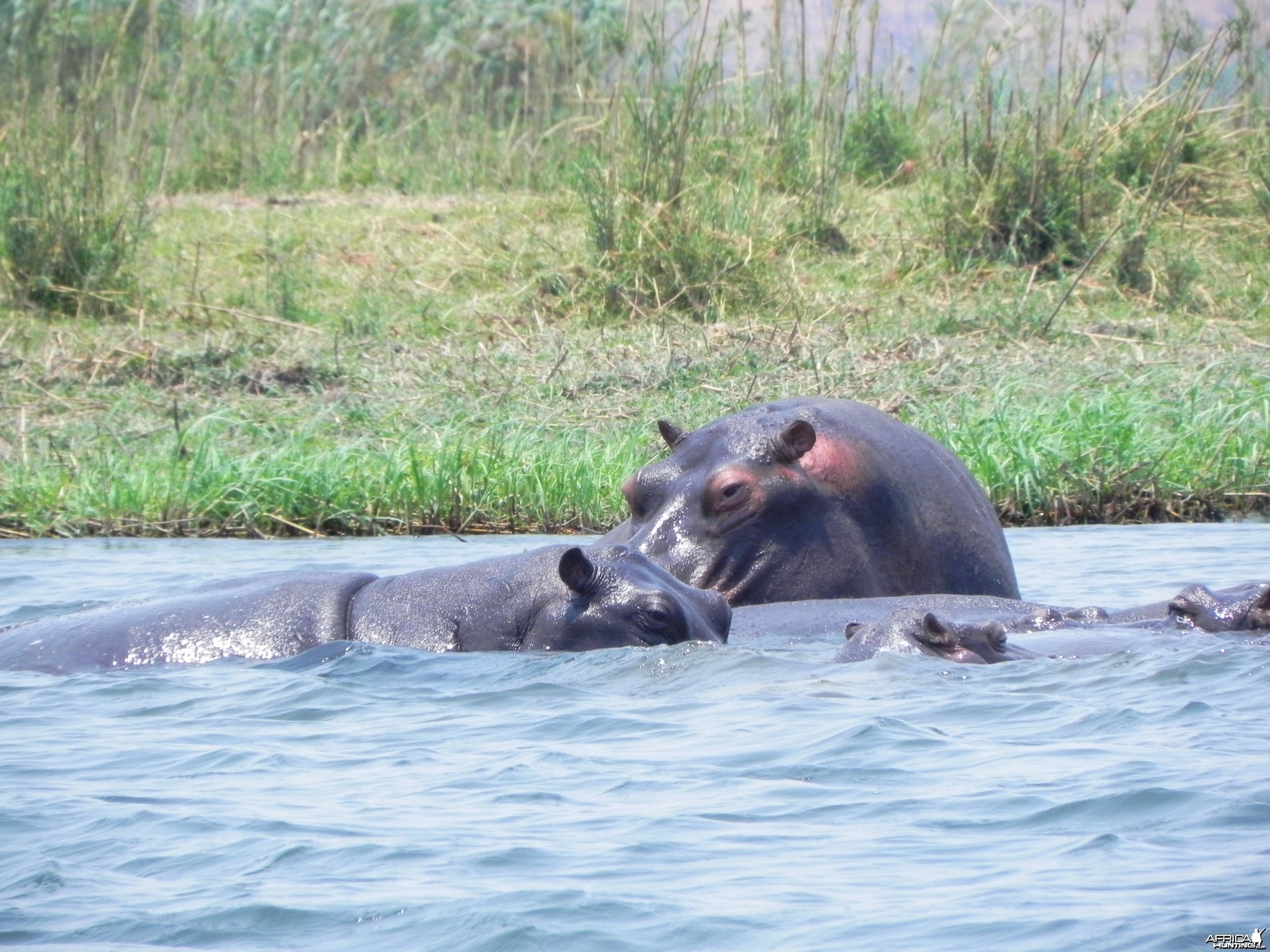 Hippo Caprivi Namibia