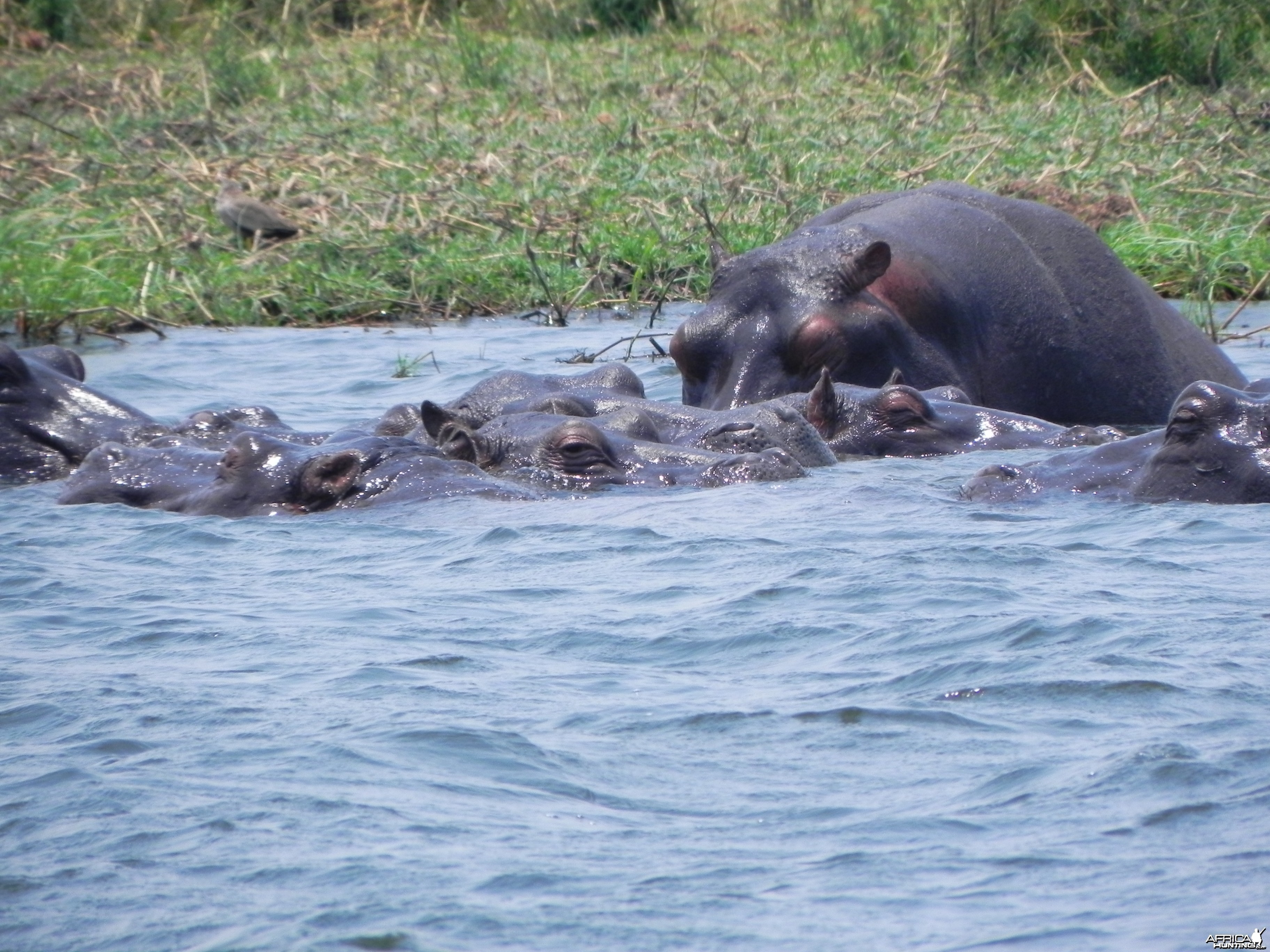 Hippo Caprivi Namibia