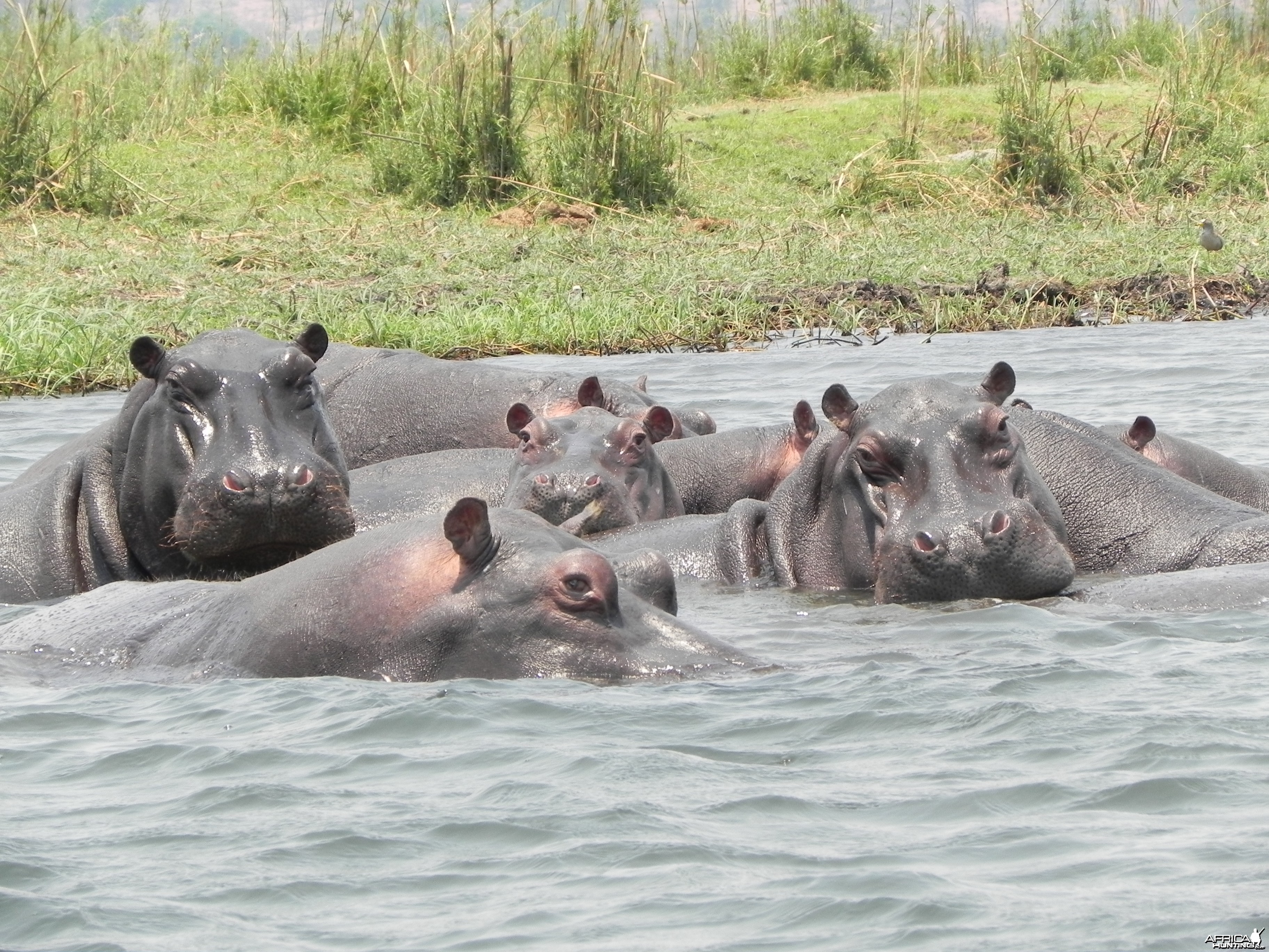 Hippo Caprivi Namibia